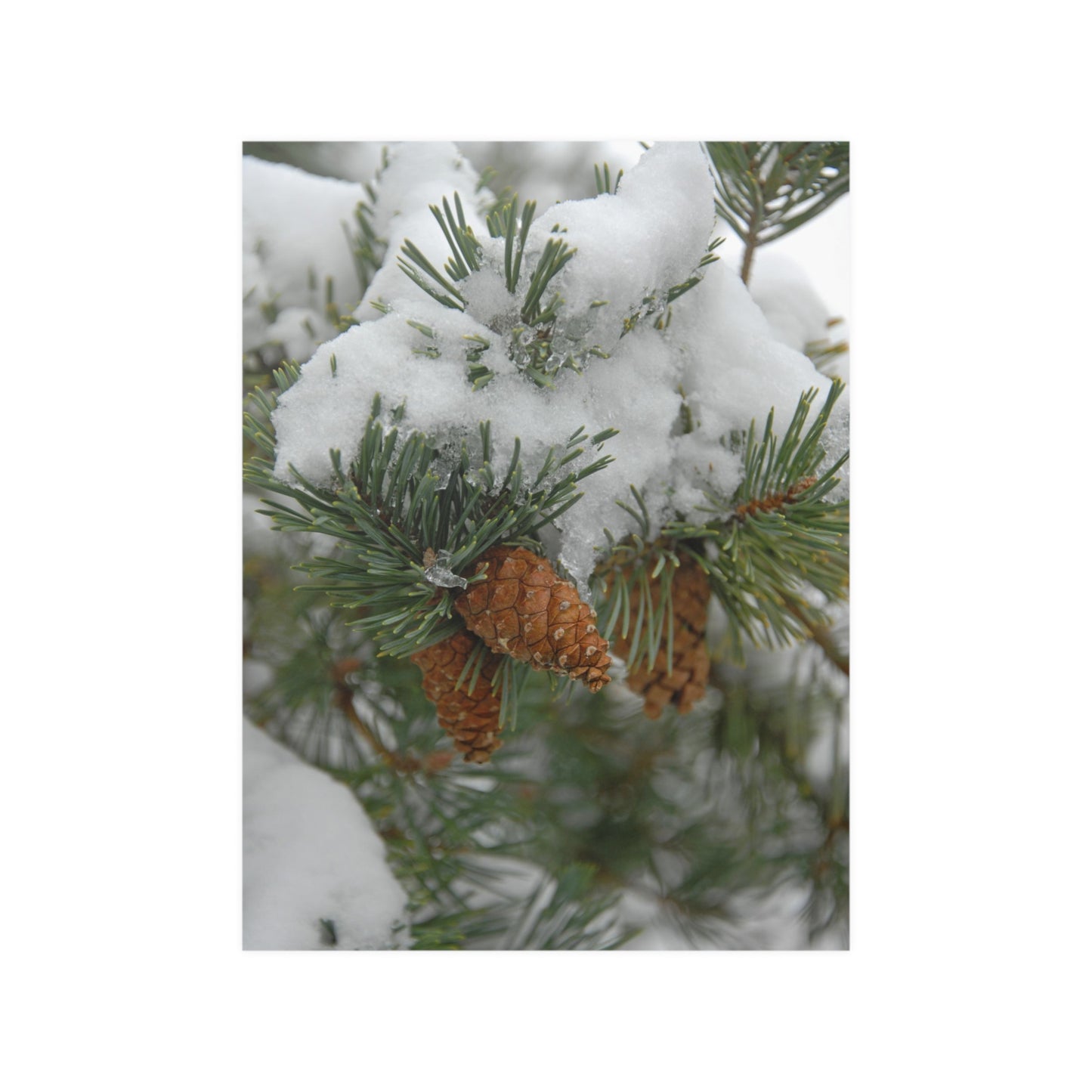 Snowy Fir Cones Satin Posters