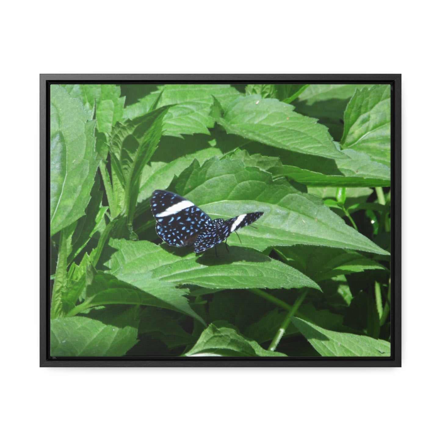 Sapphire Butterfly Gallery Canvas Wraps Framed