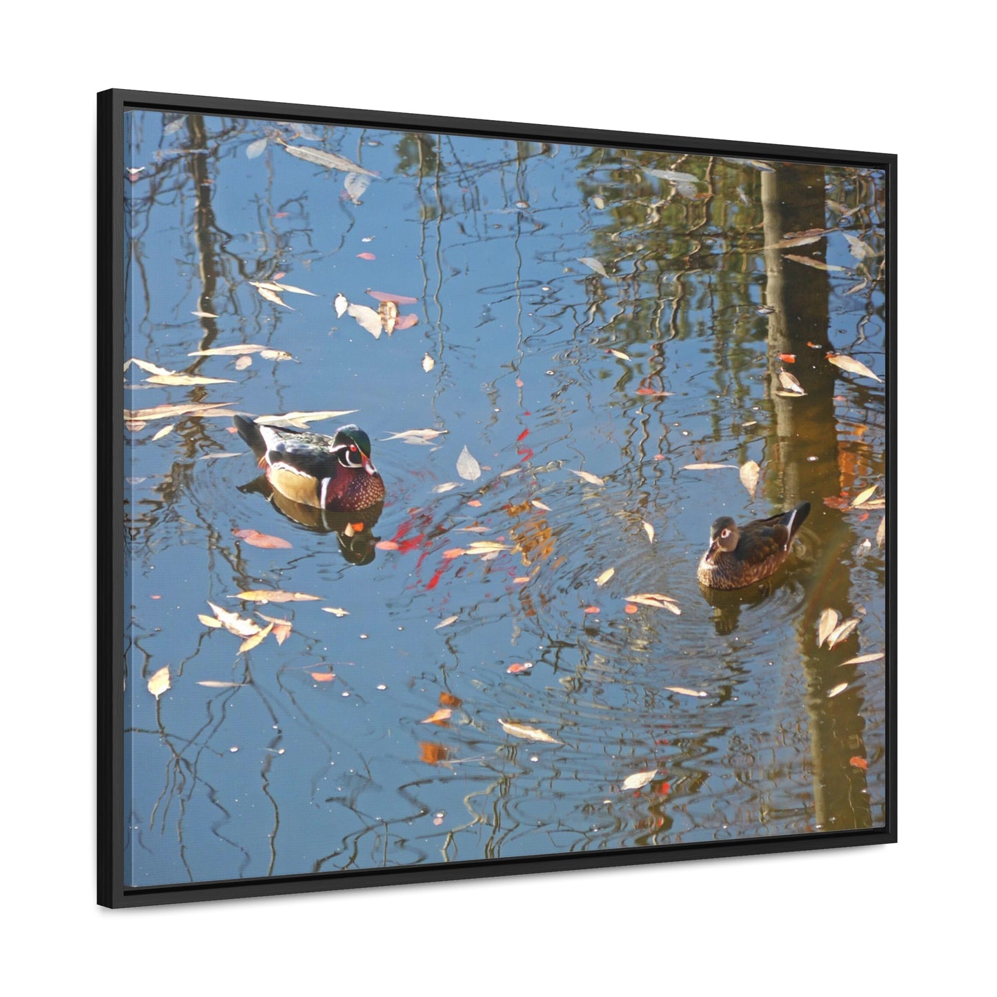 Autumn Wood Duck Couple Gallery Canvas Wraps Framed