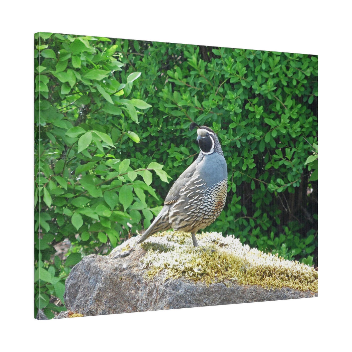 Regal Quail Matte Canvas