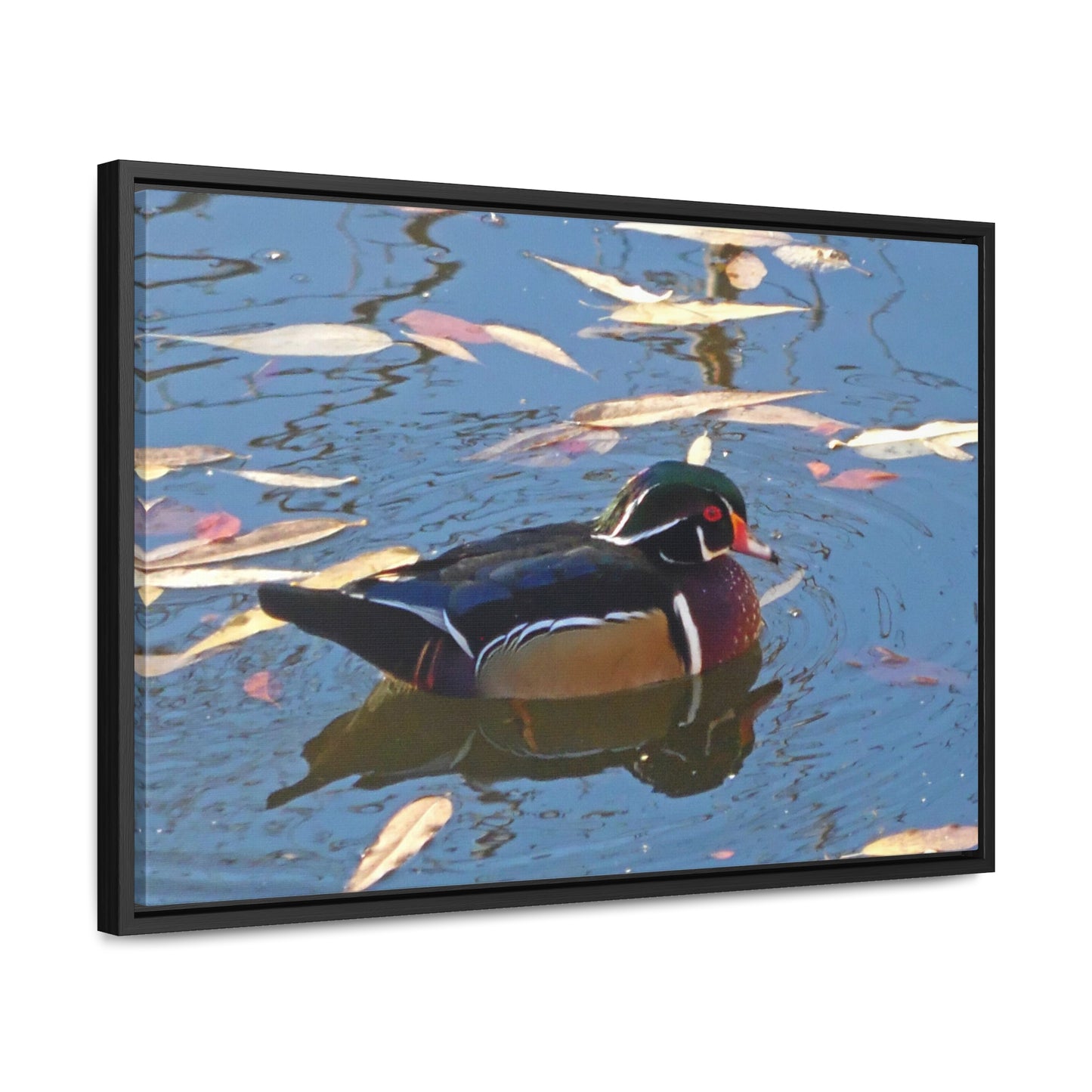 Autumn Wood Duck Gallery Canvas Wraps Framed