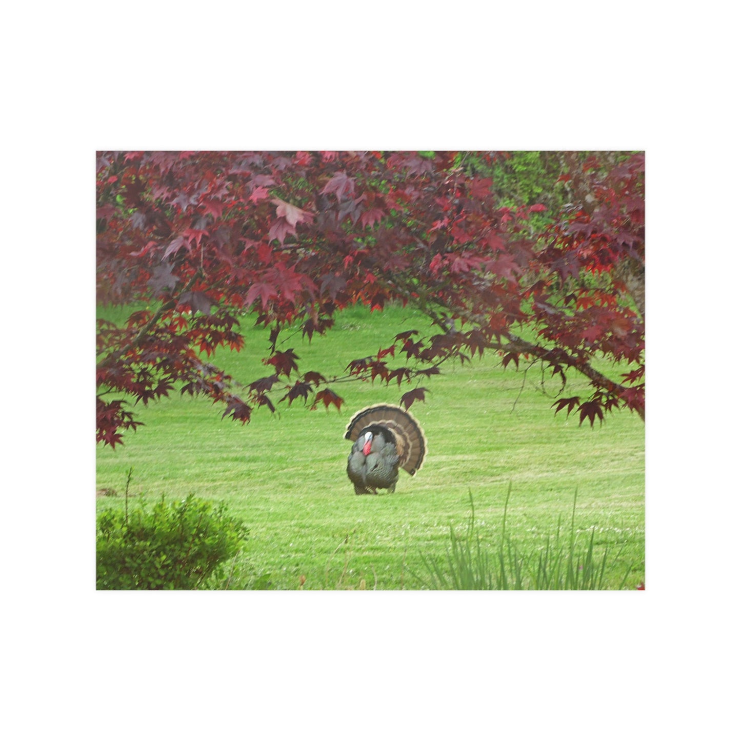 Autumn Turkey Satin Posters