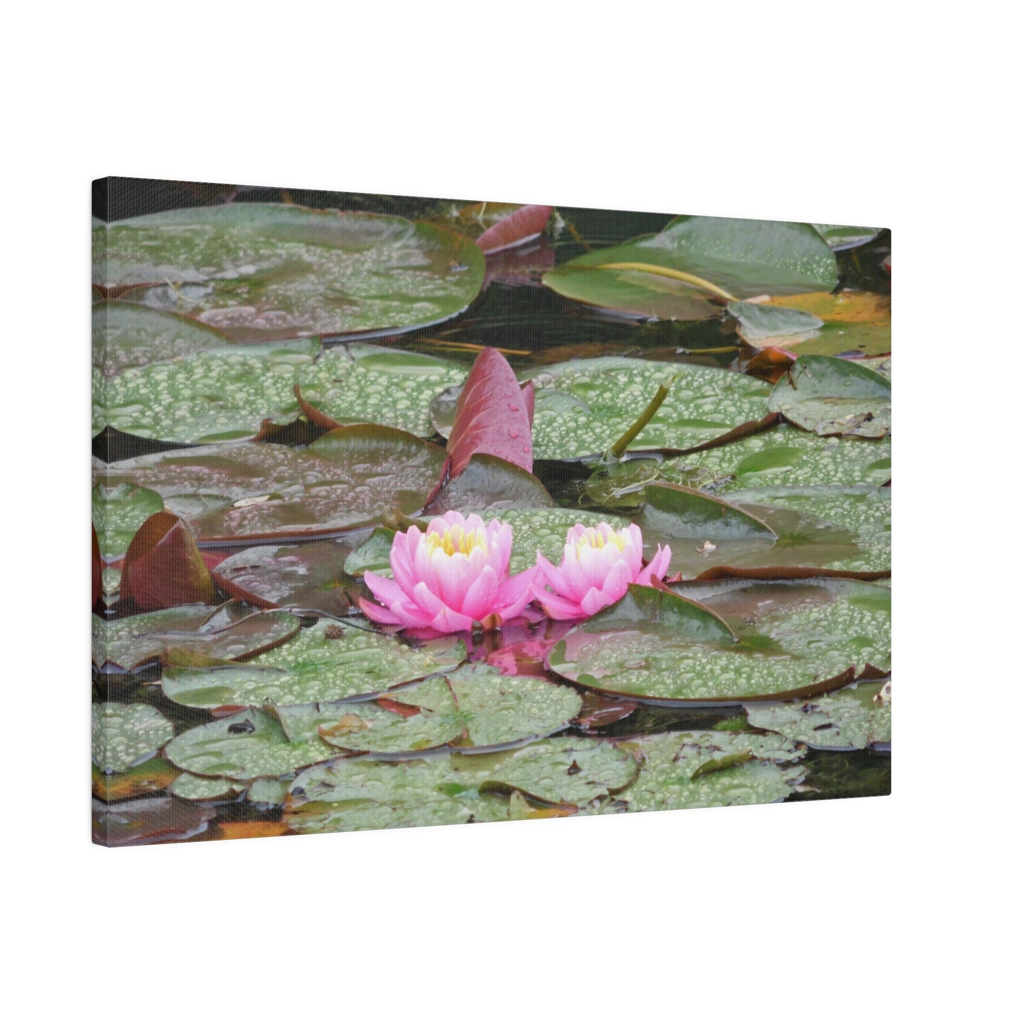 Water Lilies Matte Canvas