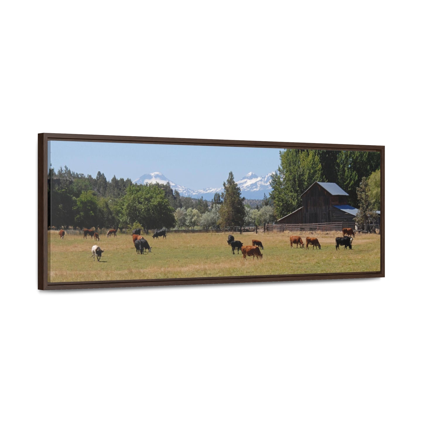 Picturesque Cattle Gallery Canvas Wrap Panoramic Framed