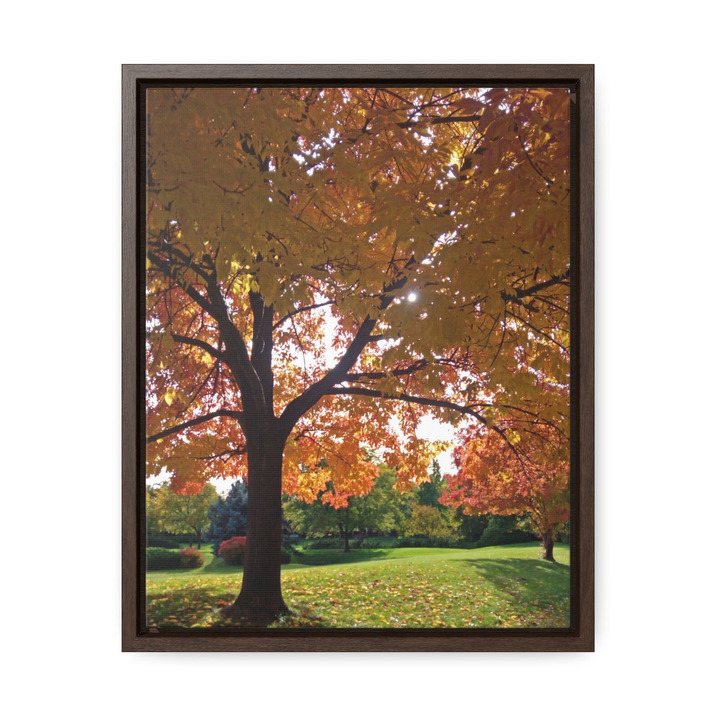 Autumn Canopy Gallery Canvas Wraps Framed