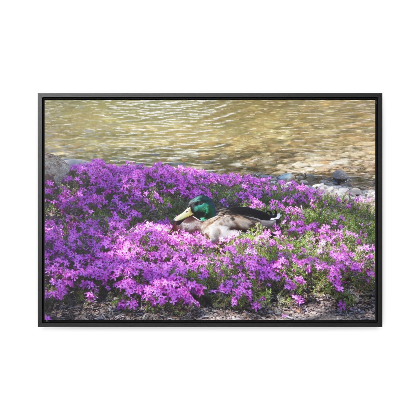 Duck Resting In Flowers Gallery Canvas Wraps Framed