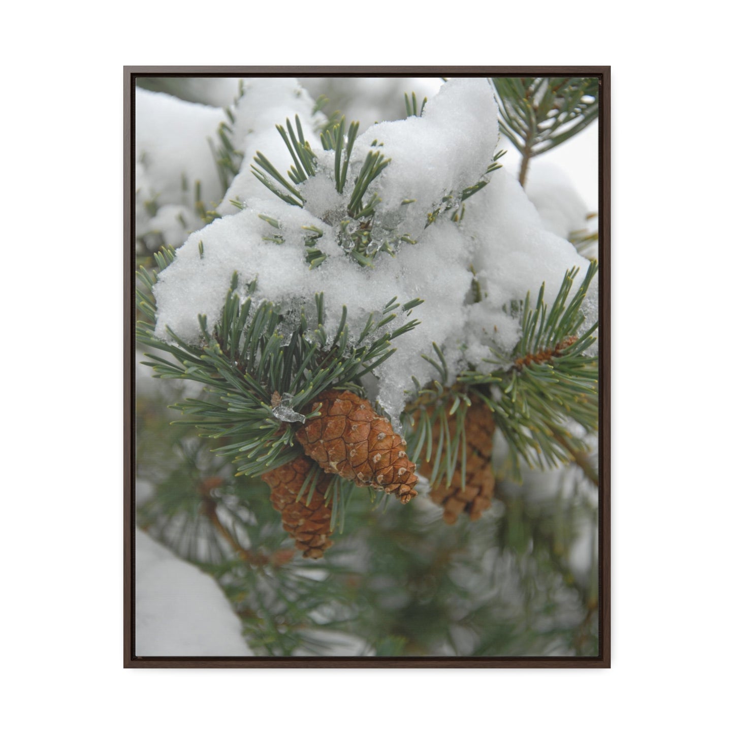 Snowy Fir Cones Gallery Canvas Wraps Framed