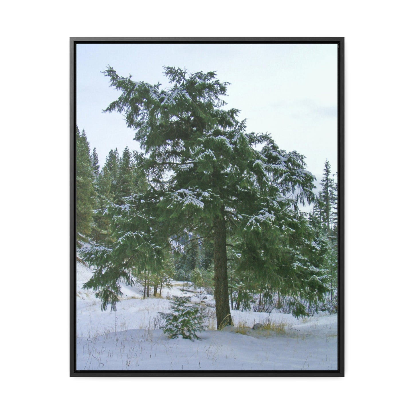 Winter Protector Gallery Canvas Wraps Framed