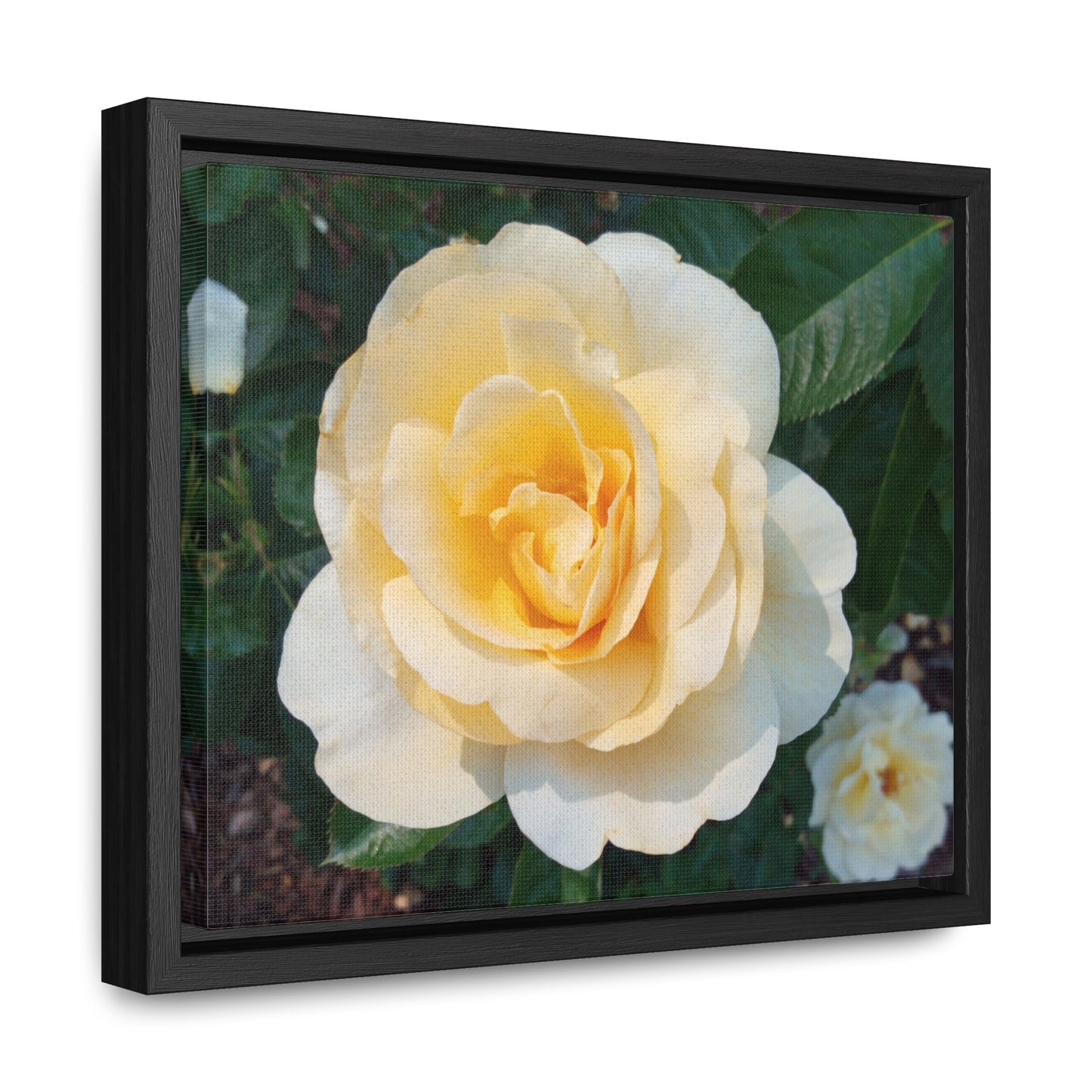 Cream Rose Gallery Canvas Wraps Framed