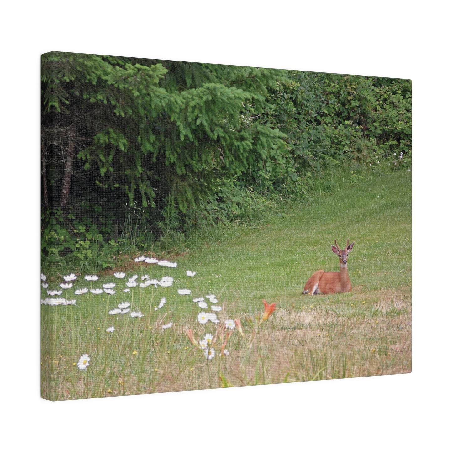 Peace In The Meadow Matte Canvas