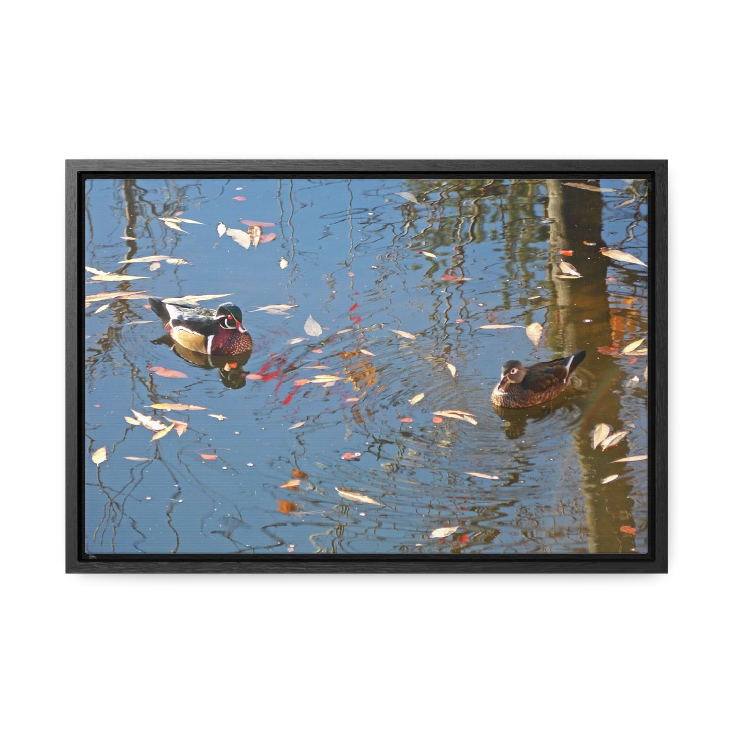 Autumn Wood Duck Couple Gallery Canvas Wraps Framed