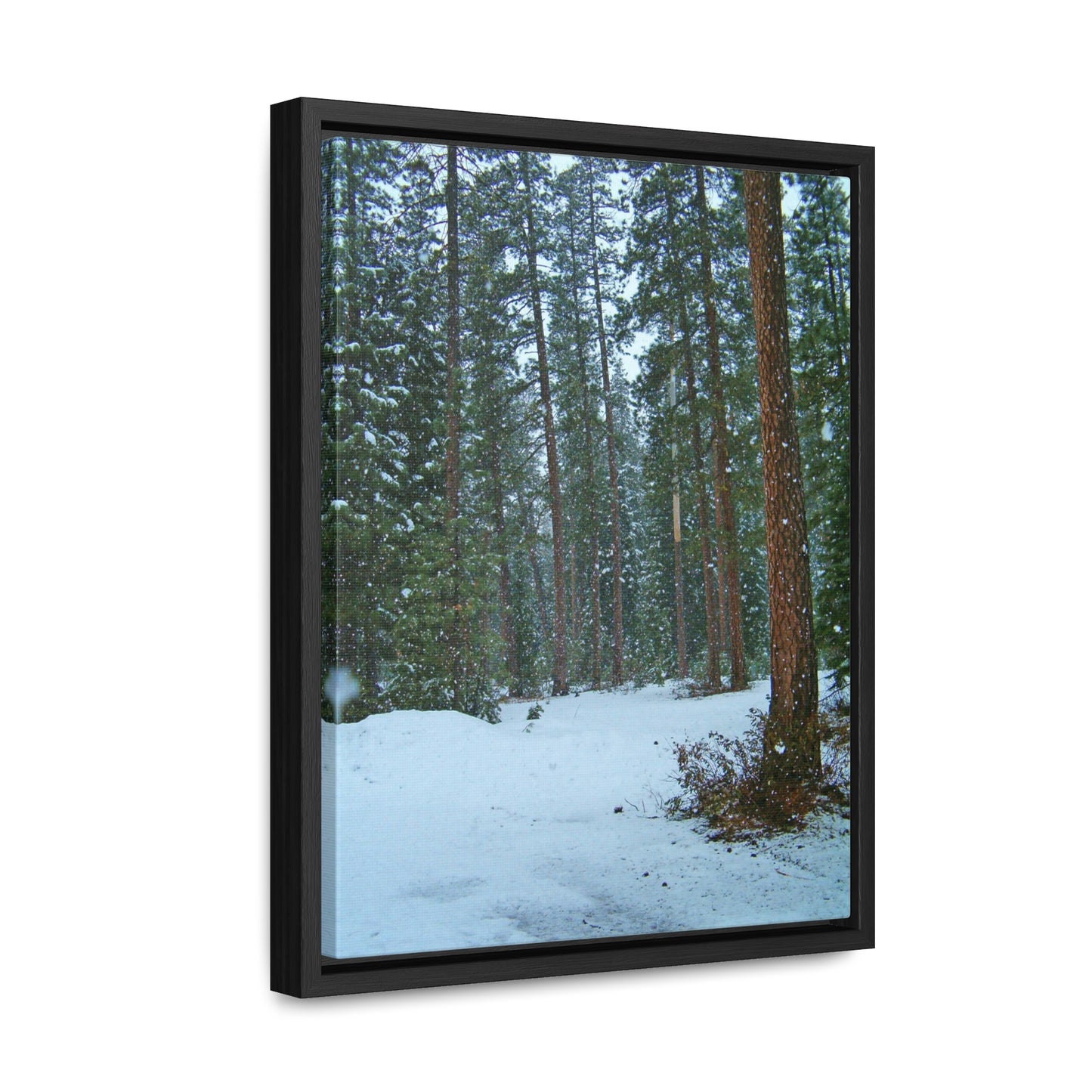 Snowfall Gallery Canvas Wraps Framed