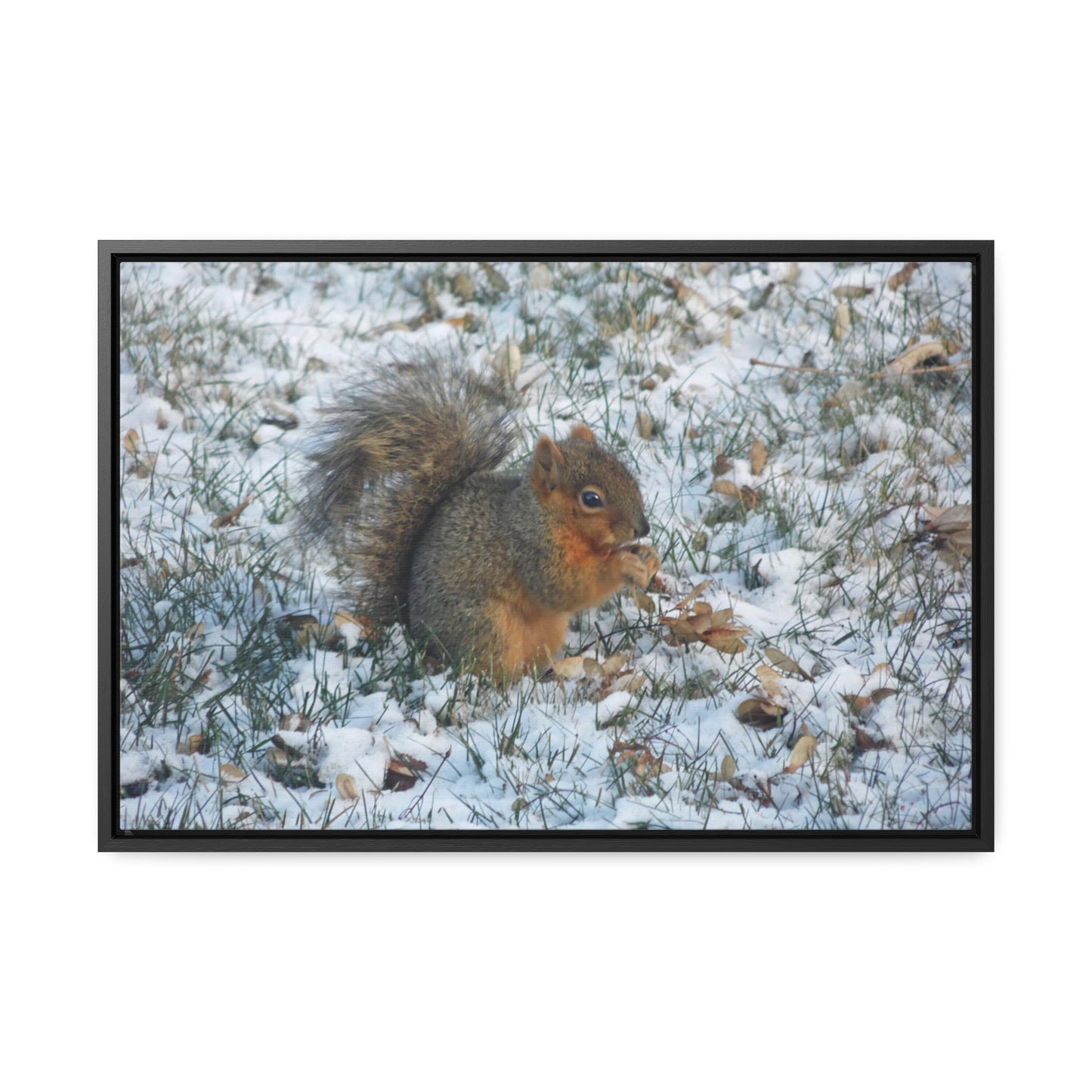 Winter Squirrel Gallery Canvas Wraps Framed