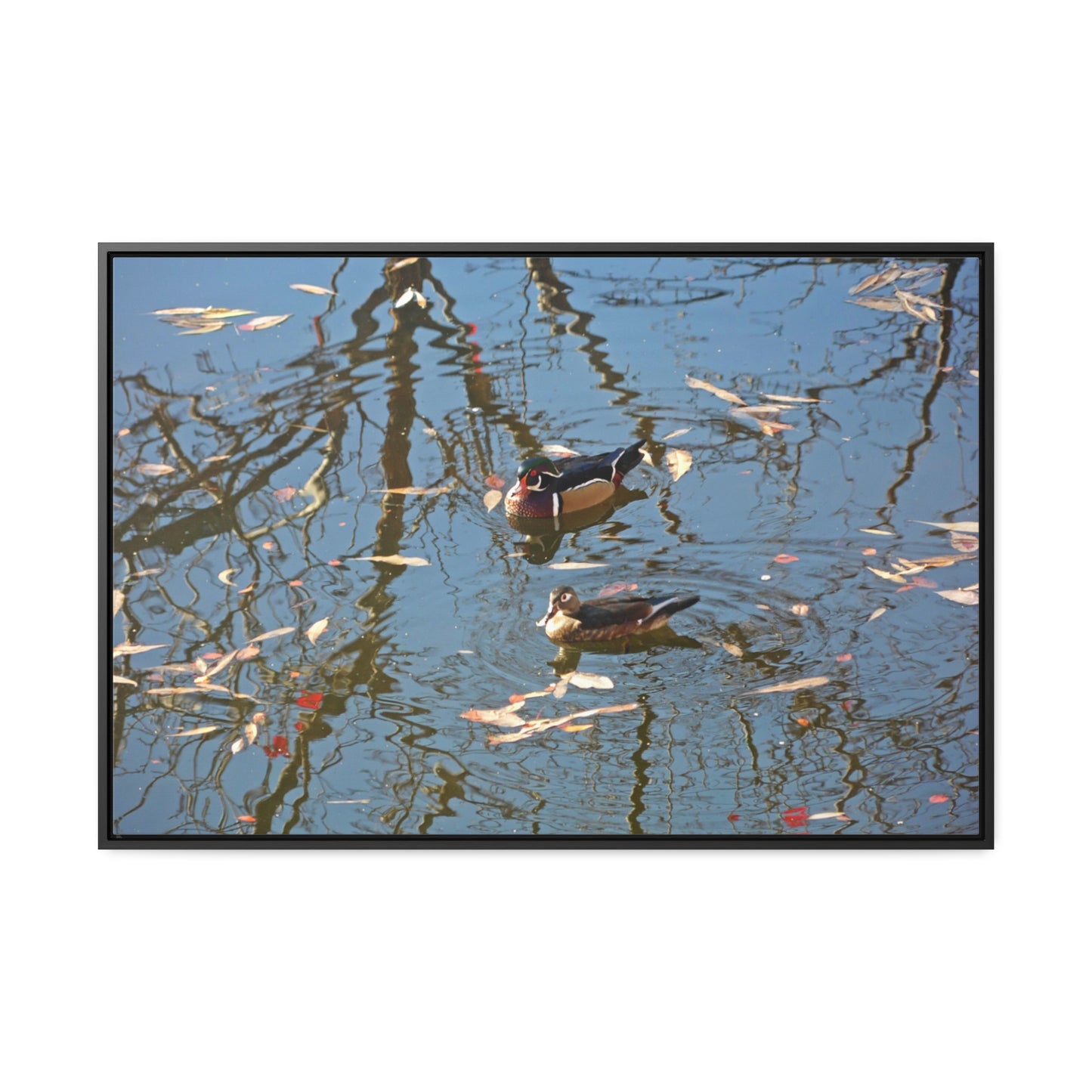Wood Duck Couple Gallery Canvas Wraps Framed
