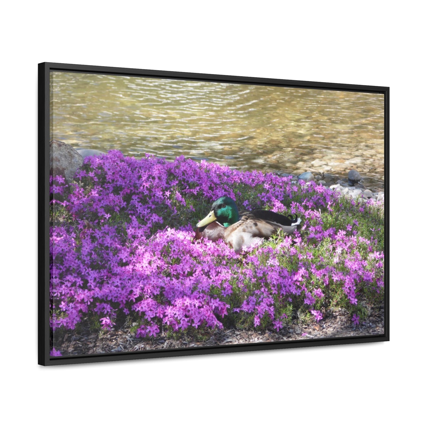 Duck Resting In Flowers Gallery Canvas Wraps Framed