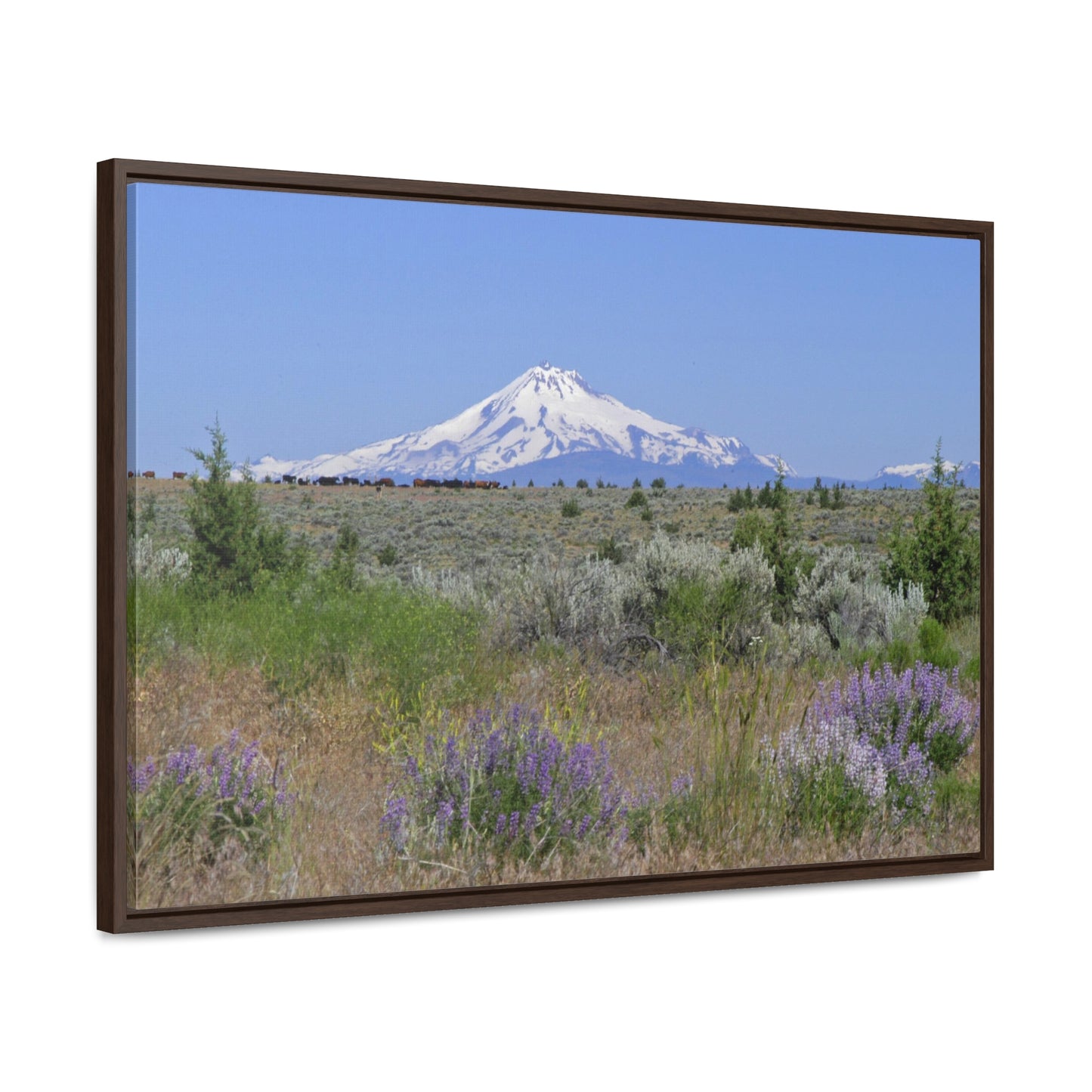 Lupine & Sage Mountain Gallery Canvas Wraps Framed