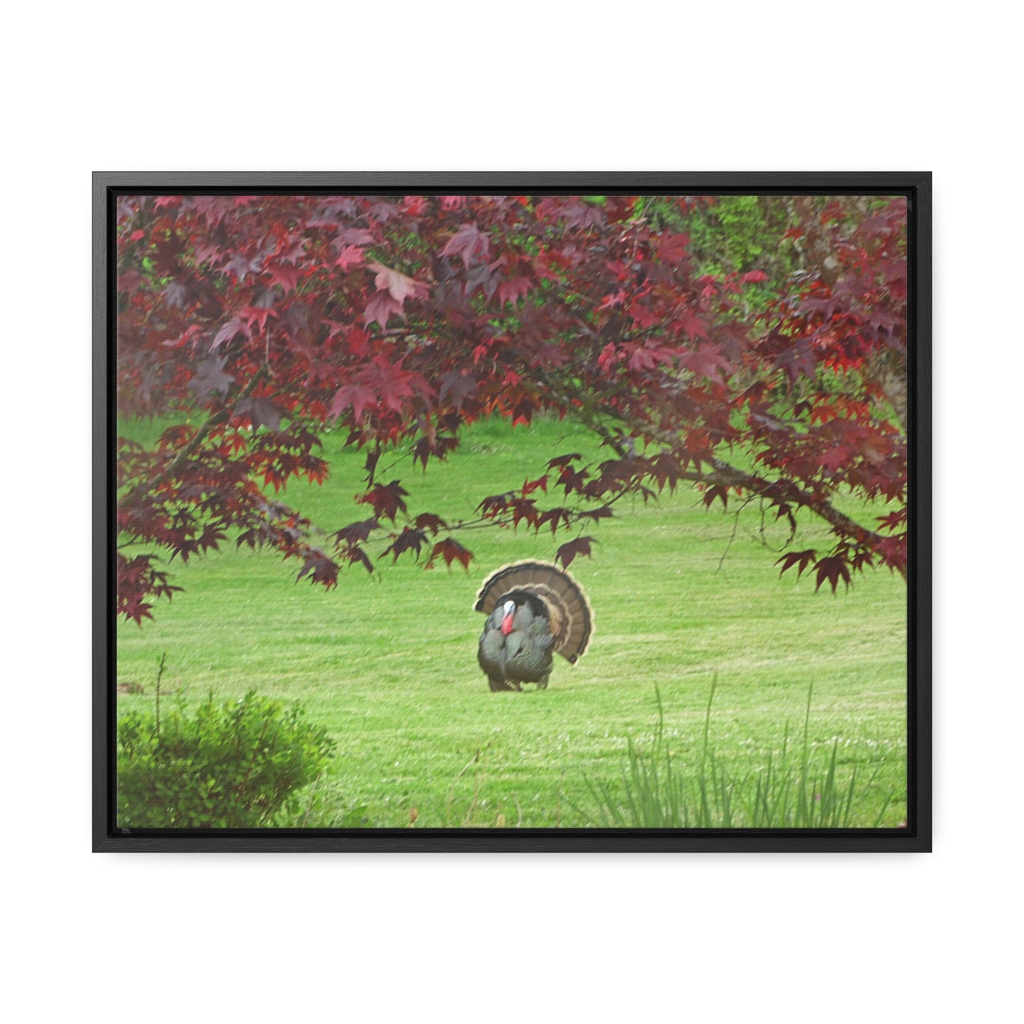 Autumn Turkey Gallery Canvas Wraps Framed