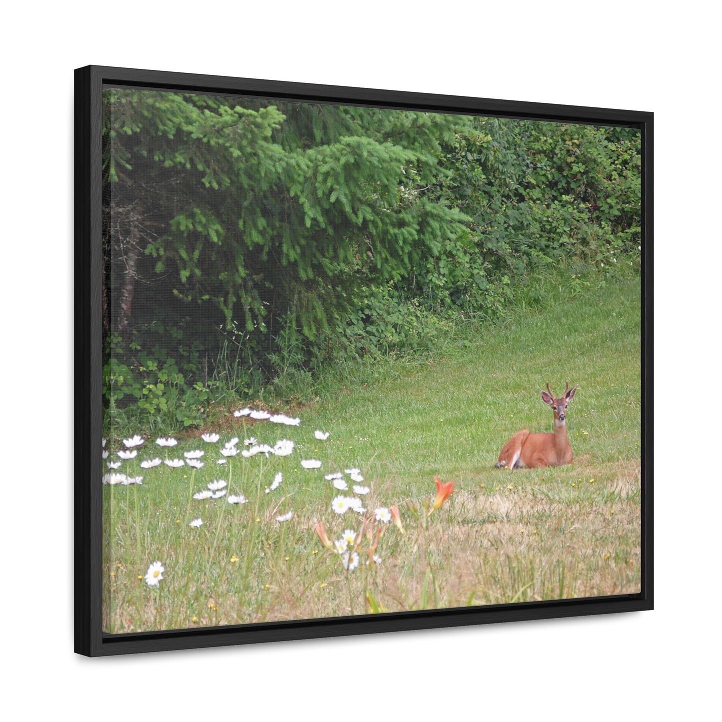 Peace In The Meadow Gallery Canvas Wraps Framed