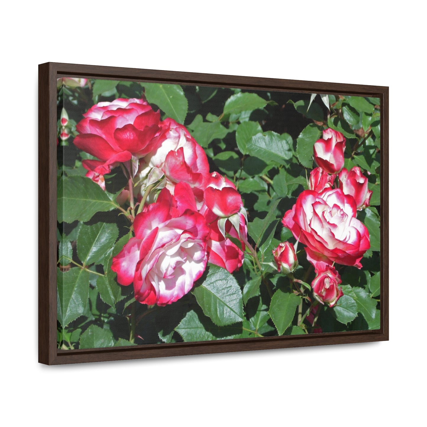 Romantic Roses Gallery Canvas Wraps Framed