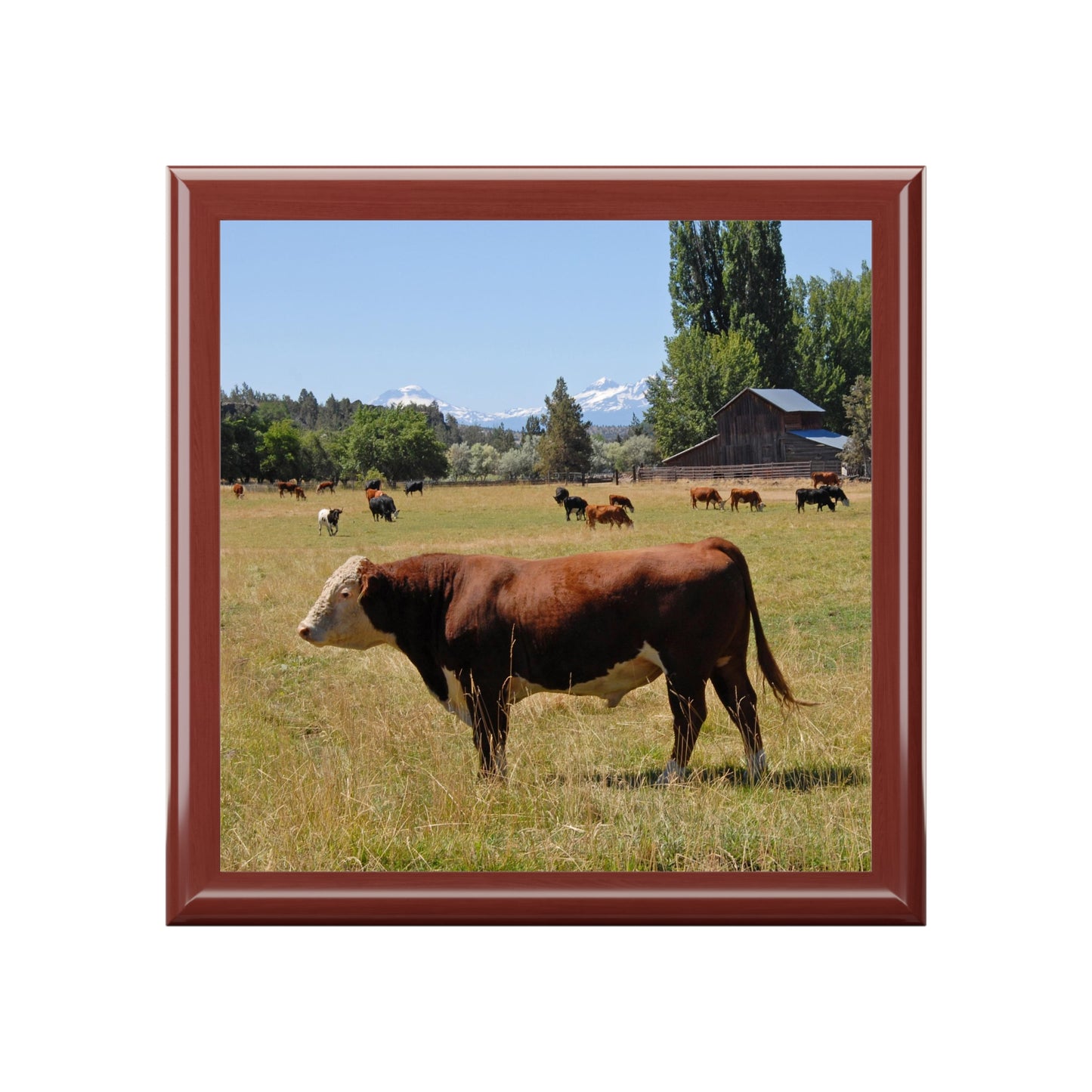 King Of The Pasture Jewelry Box ~ 7.24"