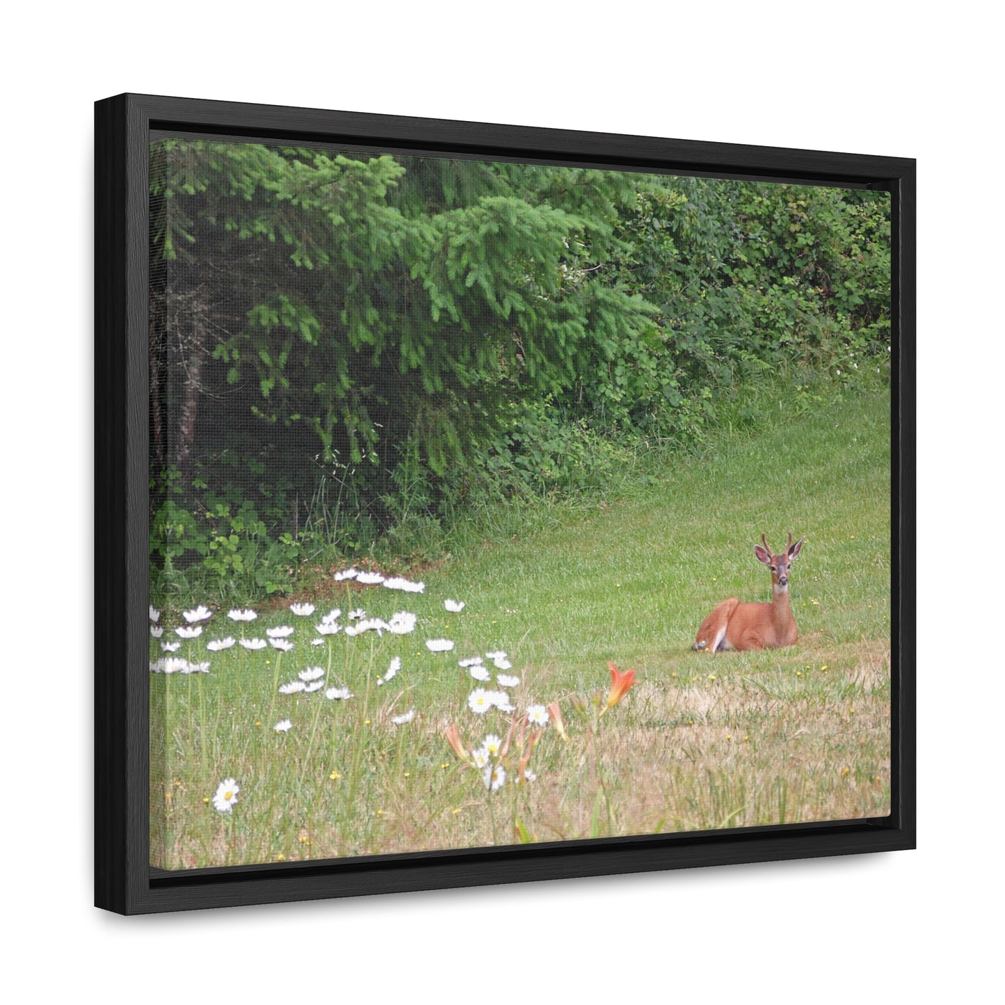 Peace In The Meadow Gallery Canvas Wraps Framed