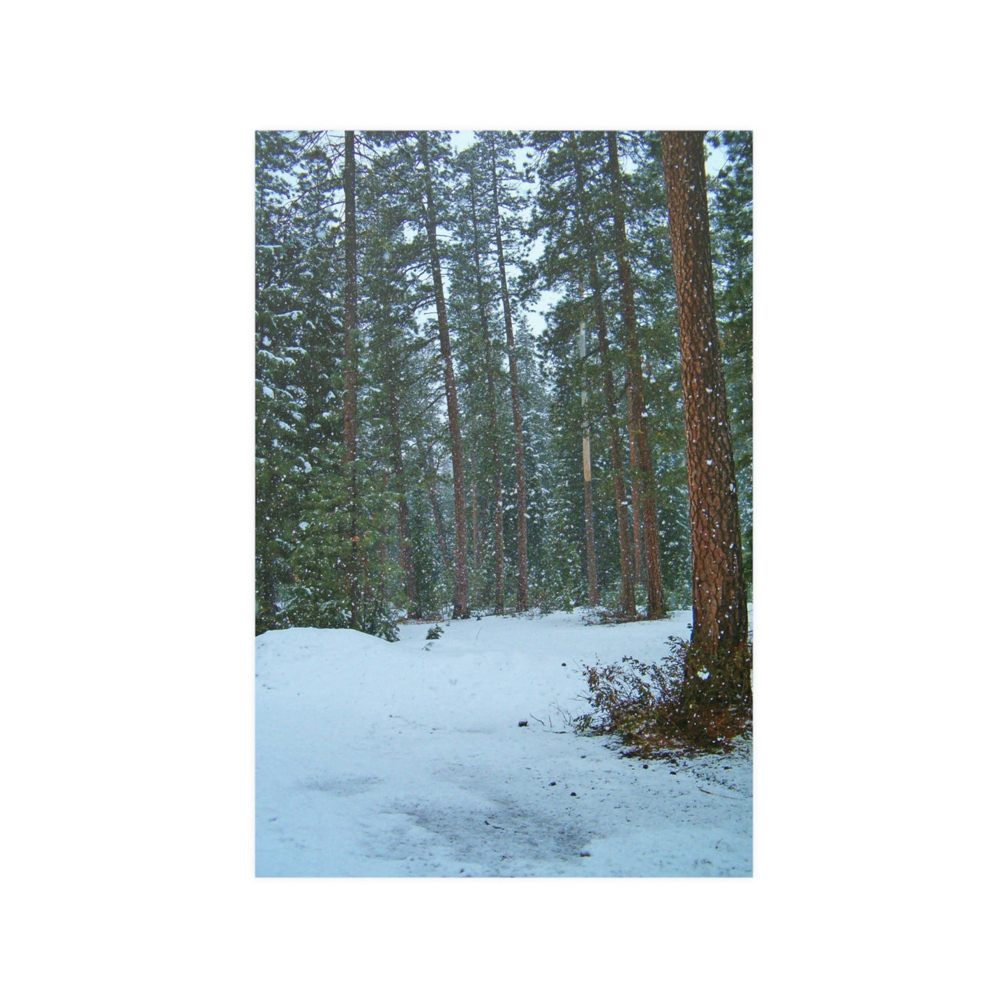 Snowfall Satin Posters