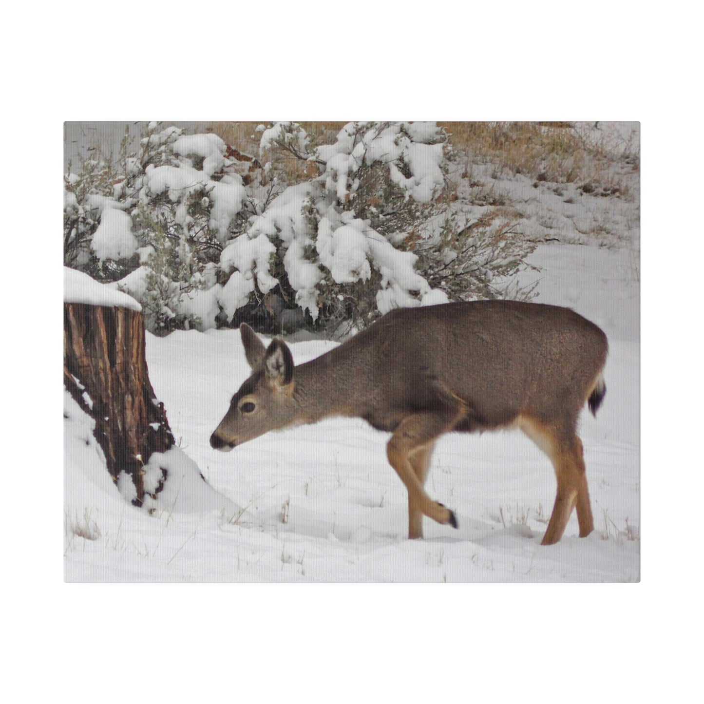 Winter Deer Matte Canvas