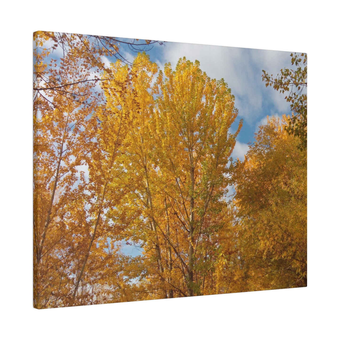 Autumn Gold Matte Canvas