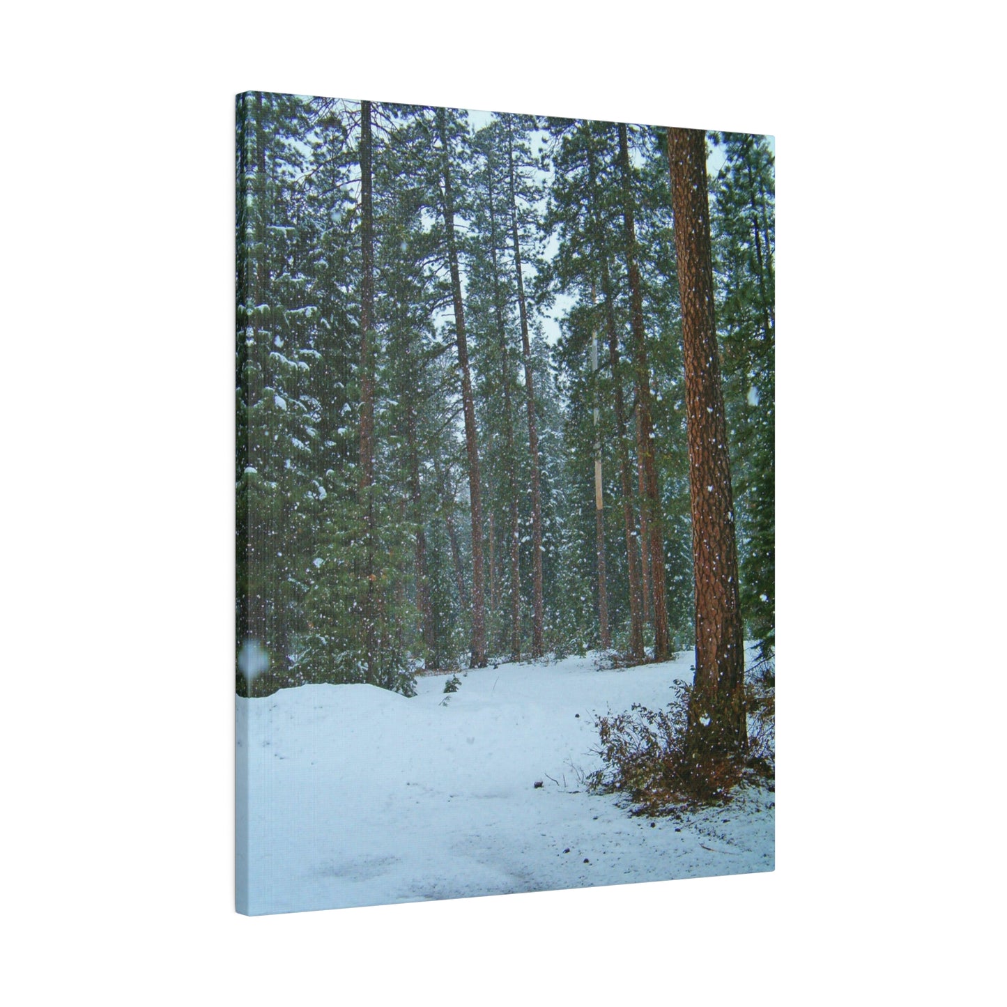 Snowfall Matte Canvas