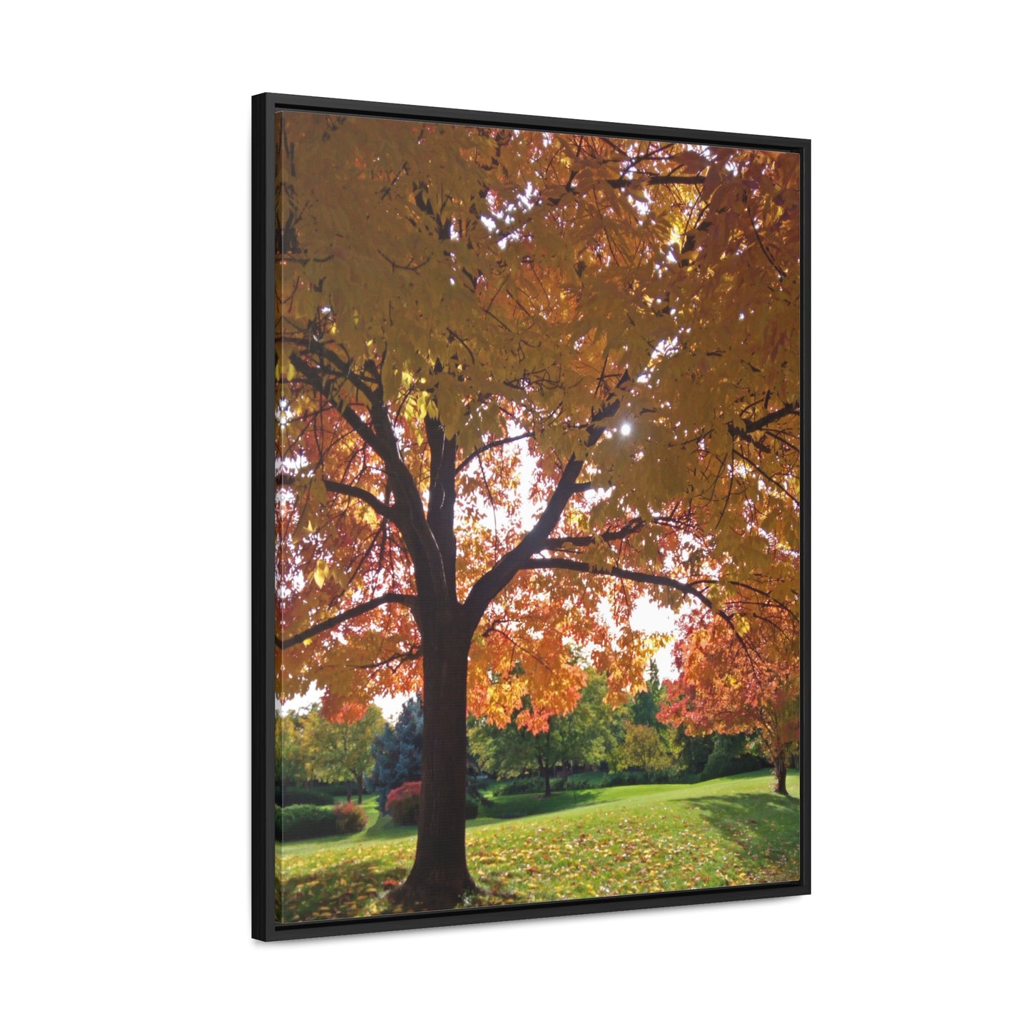 Autumn Canopy Gallery Canvas Wraps Framed