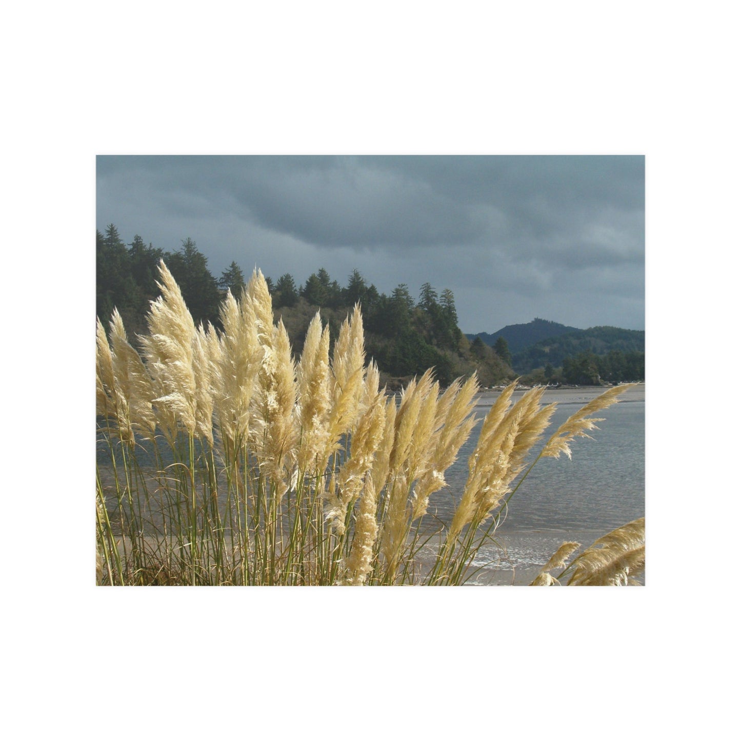 Golden Coastal Pampas Satin Poster