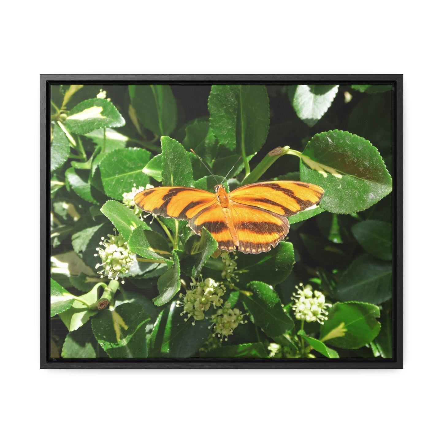 Golden Butterfly Gallery Canvas Wraps Framed