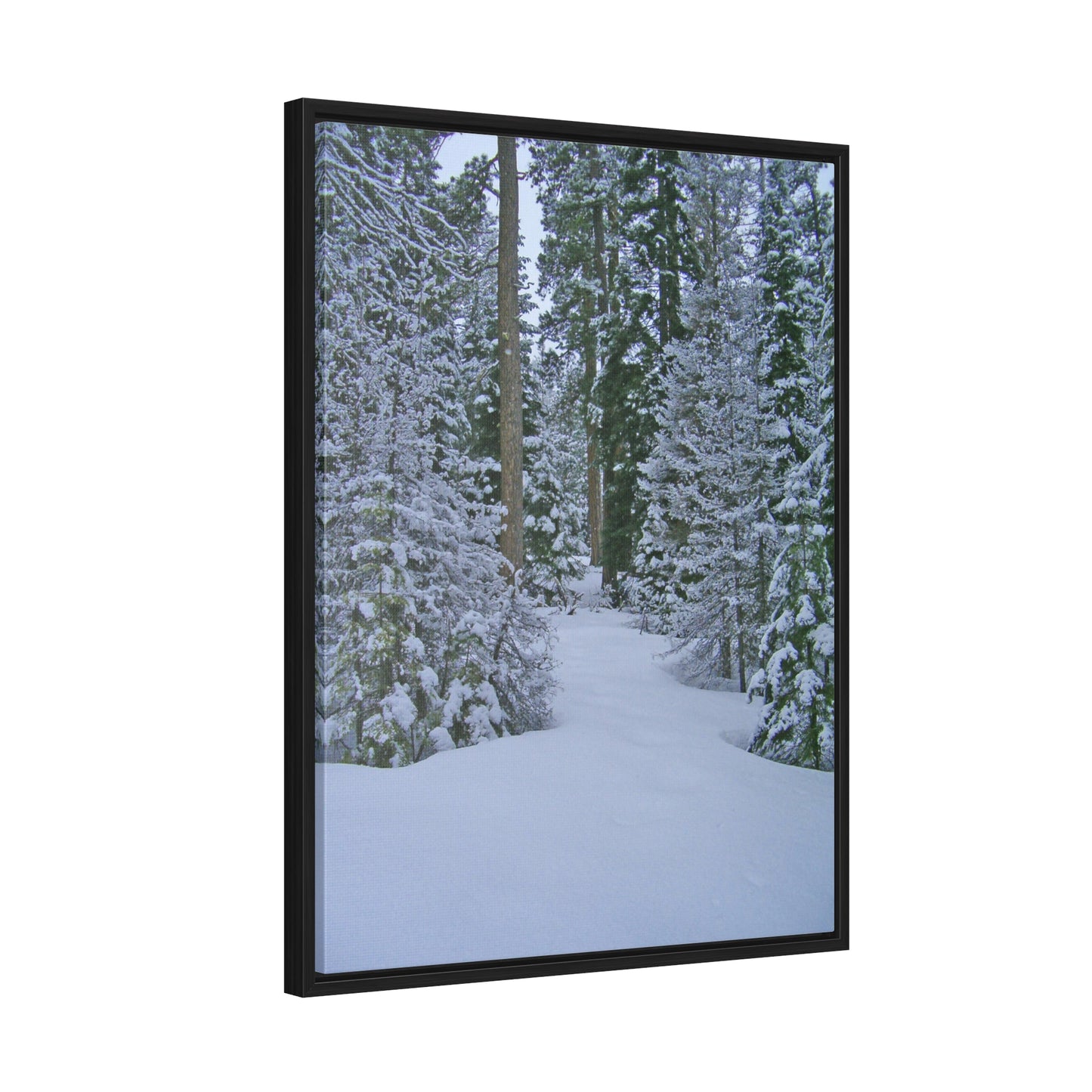 Snowy Woods Gallery Canvas Wraps Framed