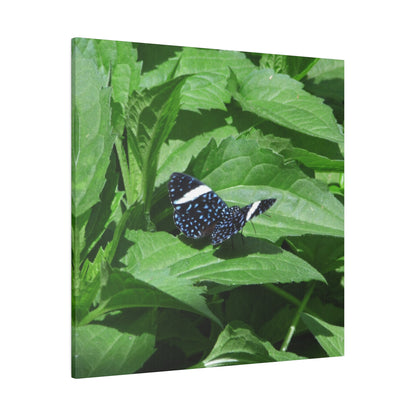 Sapphire Butterfly Square Matte Canvas