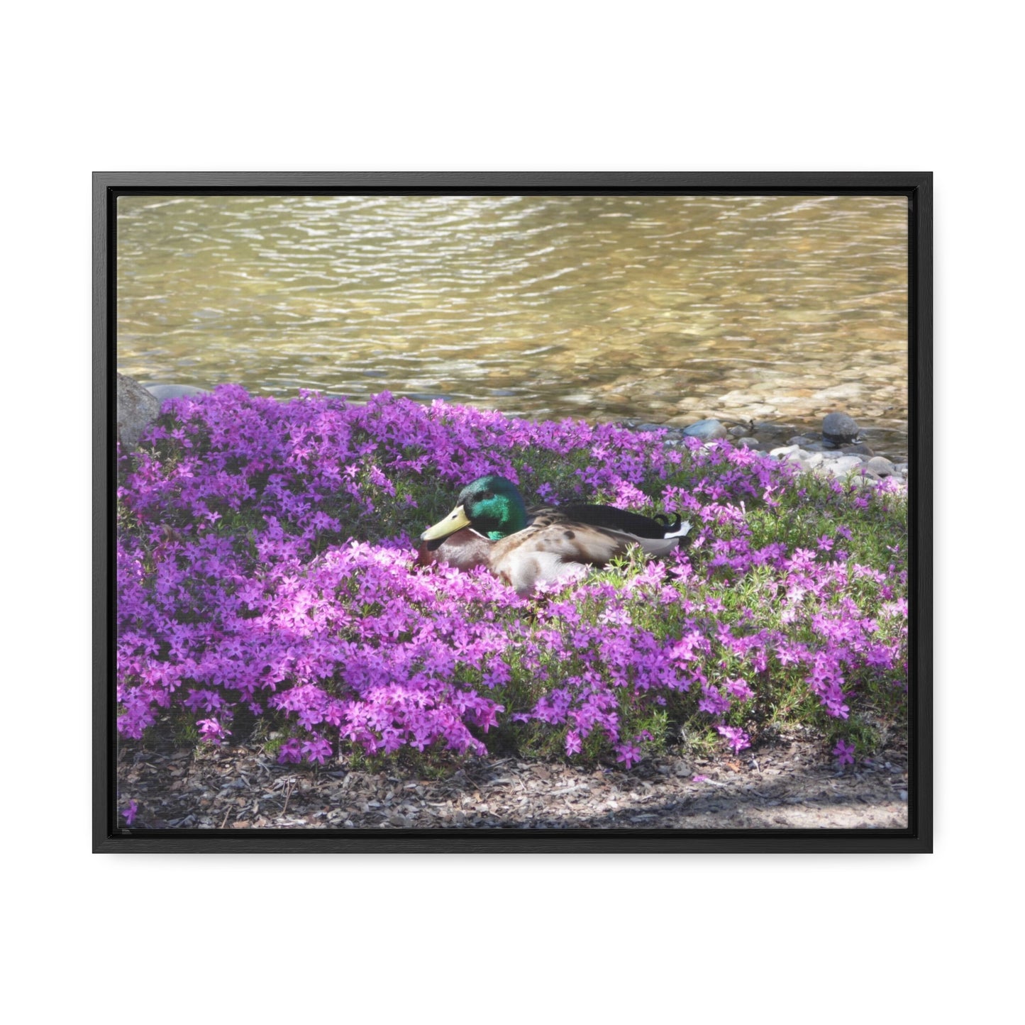 Duck Resting In Flowers Gallery Canvas Wraps Framed