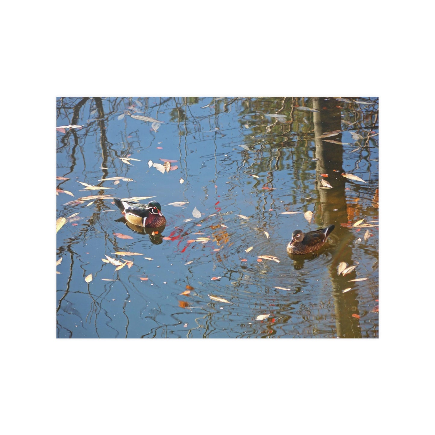 Autumn Wood Duck Couple Satin Posters