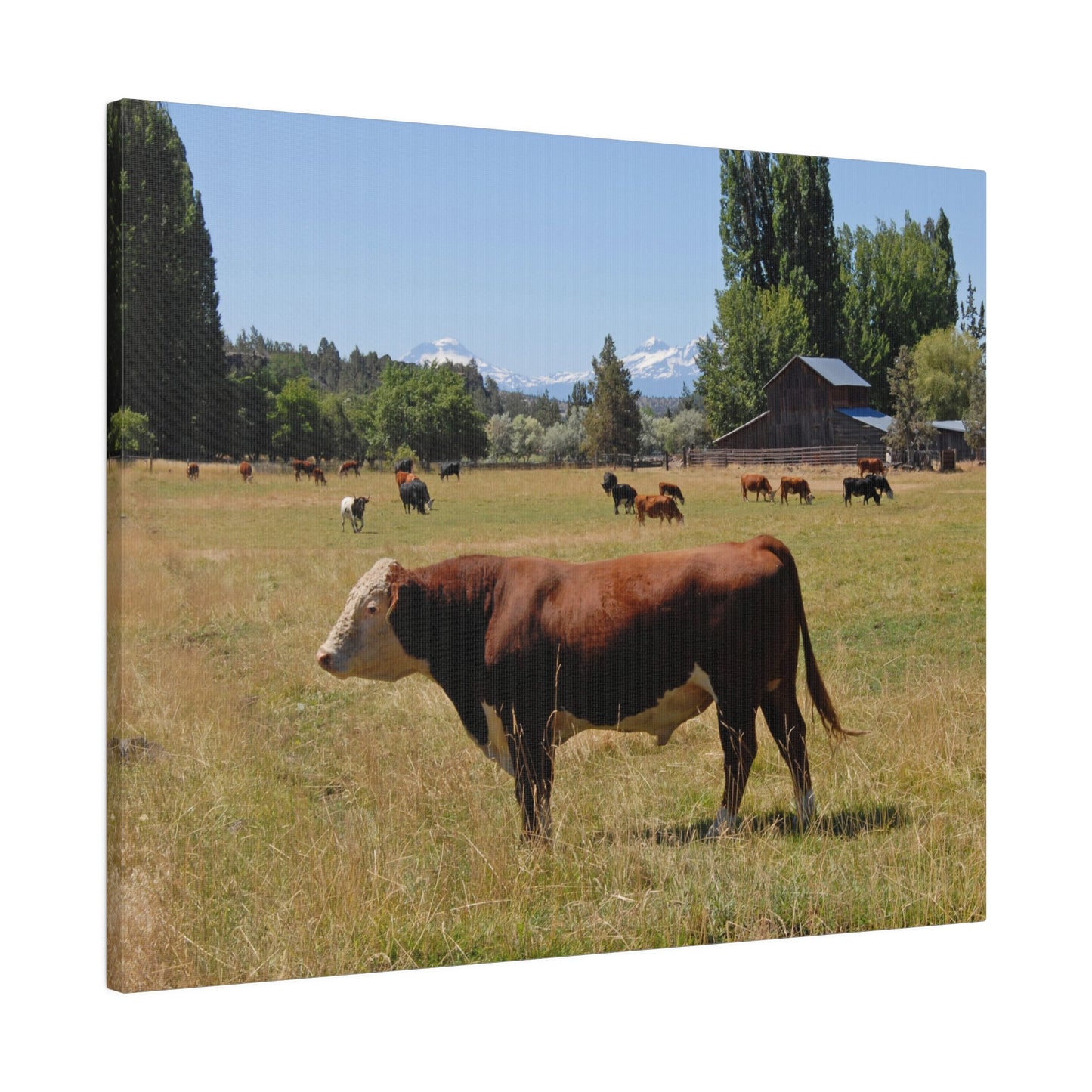 King Of The Pasture Matte Canvas