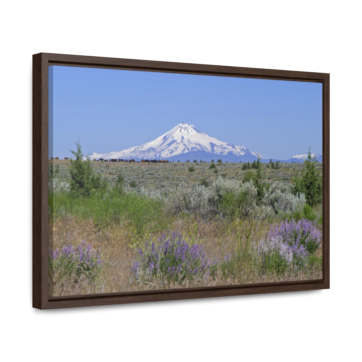 Lupine & Sage Mountain Gallery Canvas Wraps Framed