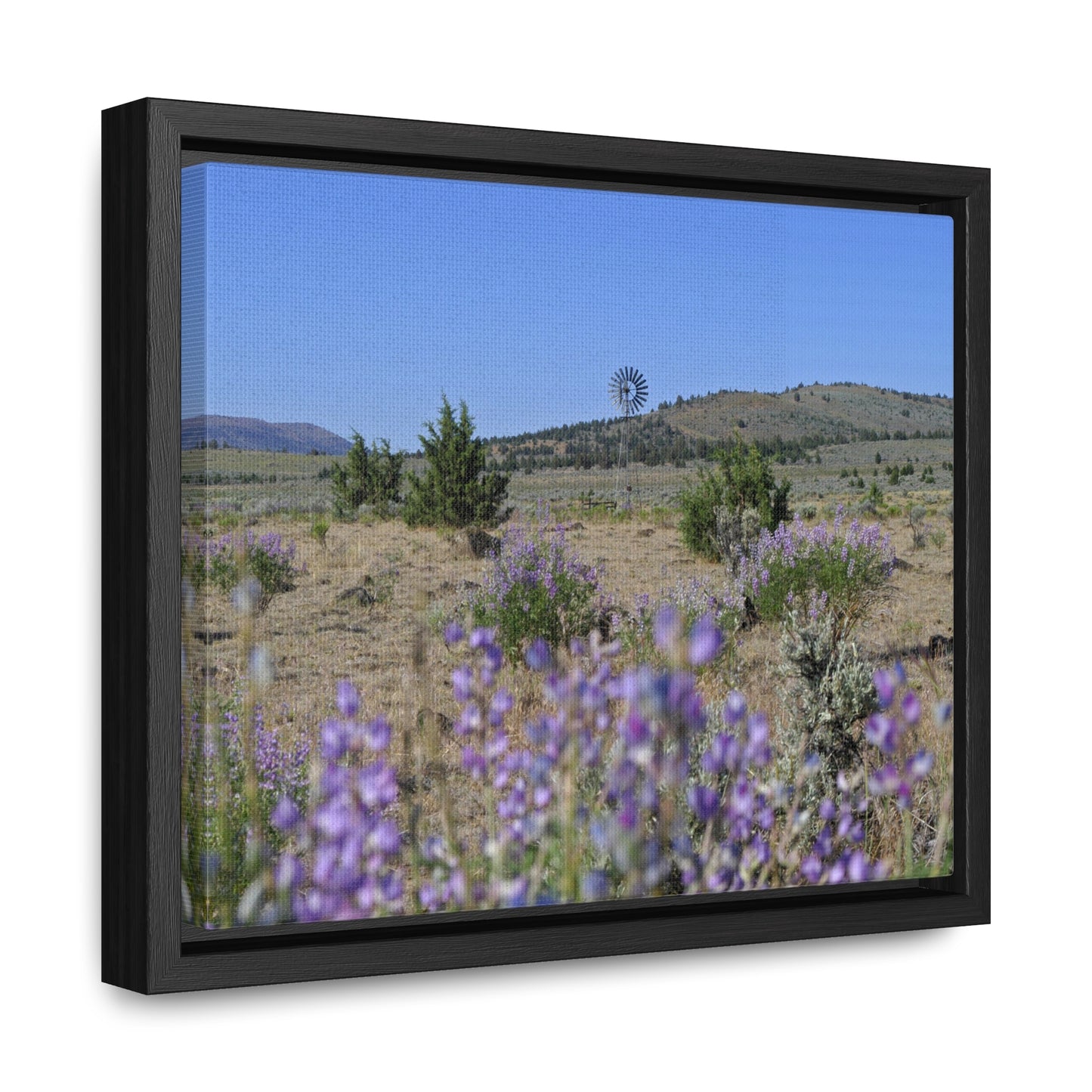 High Desert Lupine & Windmill Gallery Canvas Wraps Framed