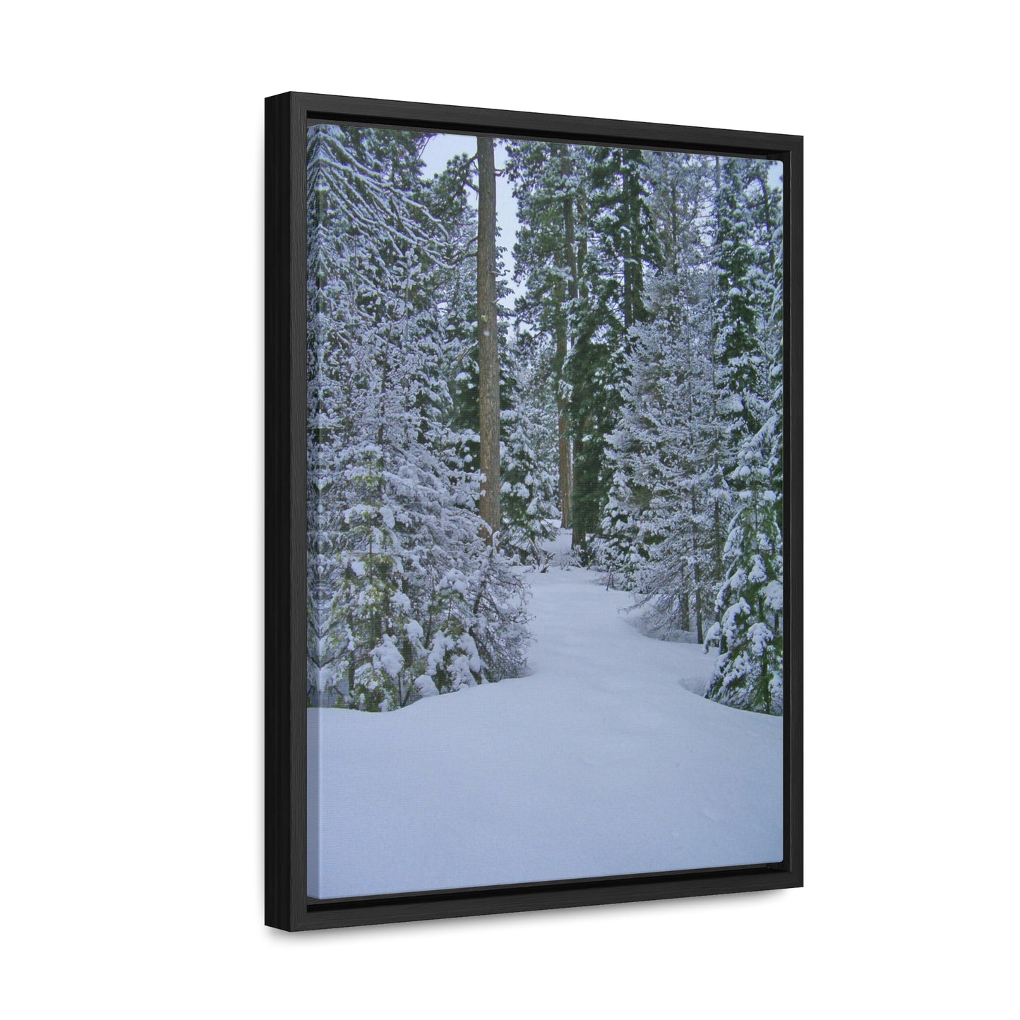 Snowy Woods Gallery Canvas Wraps Framed