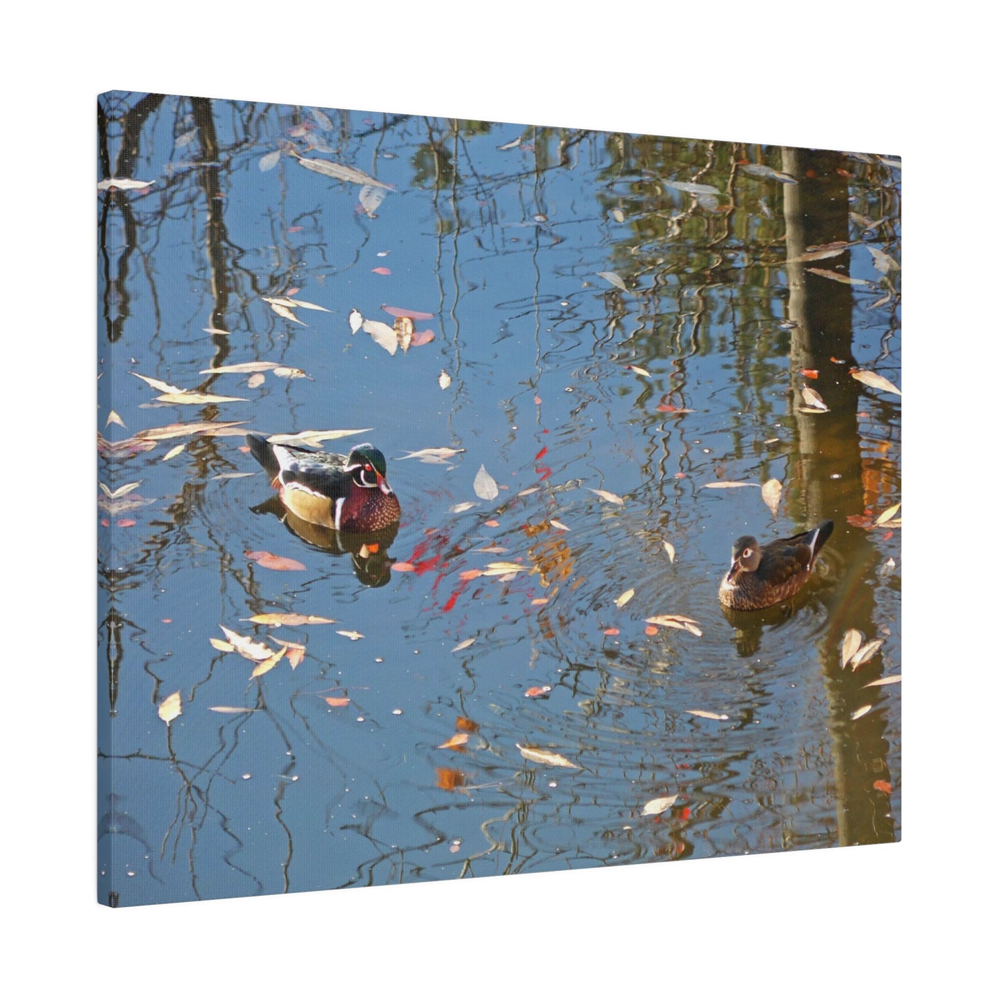 Autumn Wood Duck Couple Matte Canvas