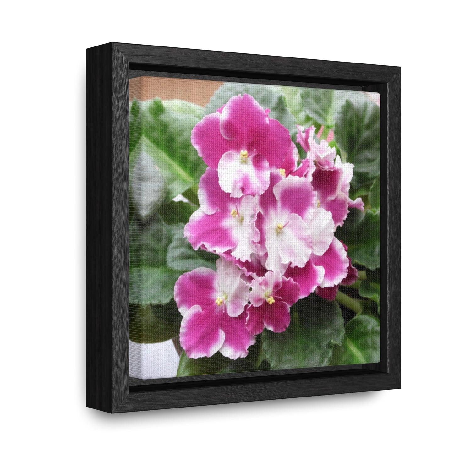 African Violets Gallery Canvas Wraps, Square Frame