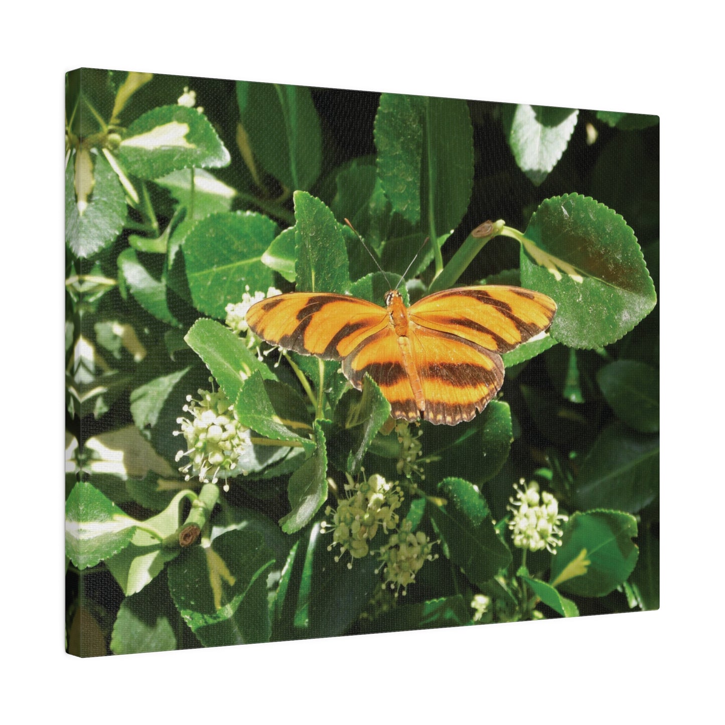 Golden Butterfly Matte Canvas