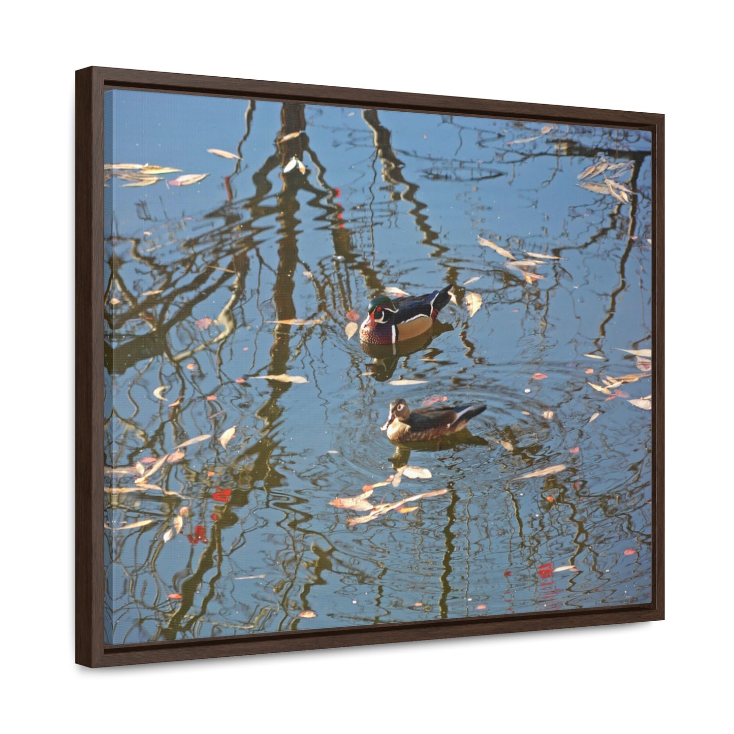 Wood Duck Couple Gallery Canvas Wraps Framed