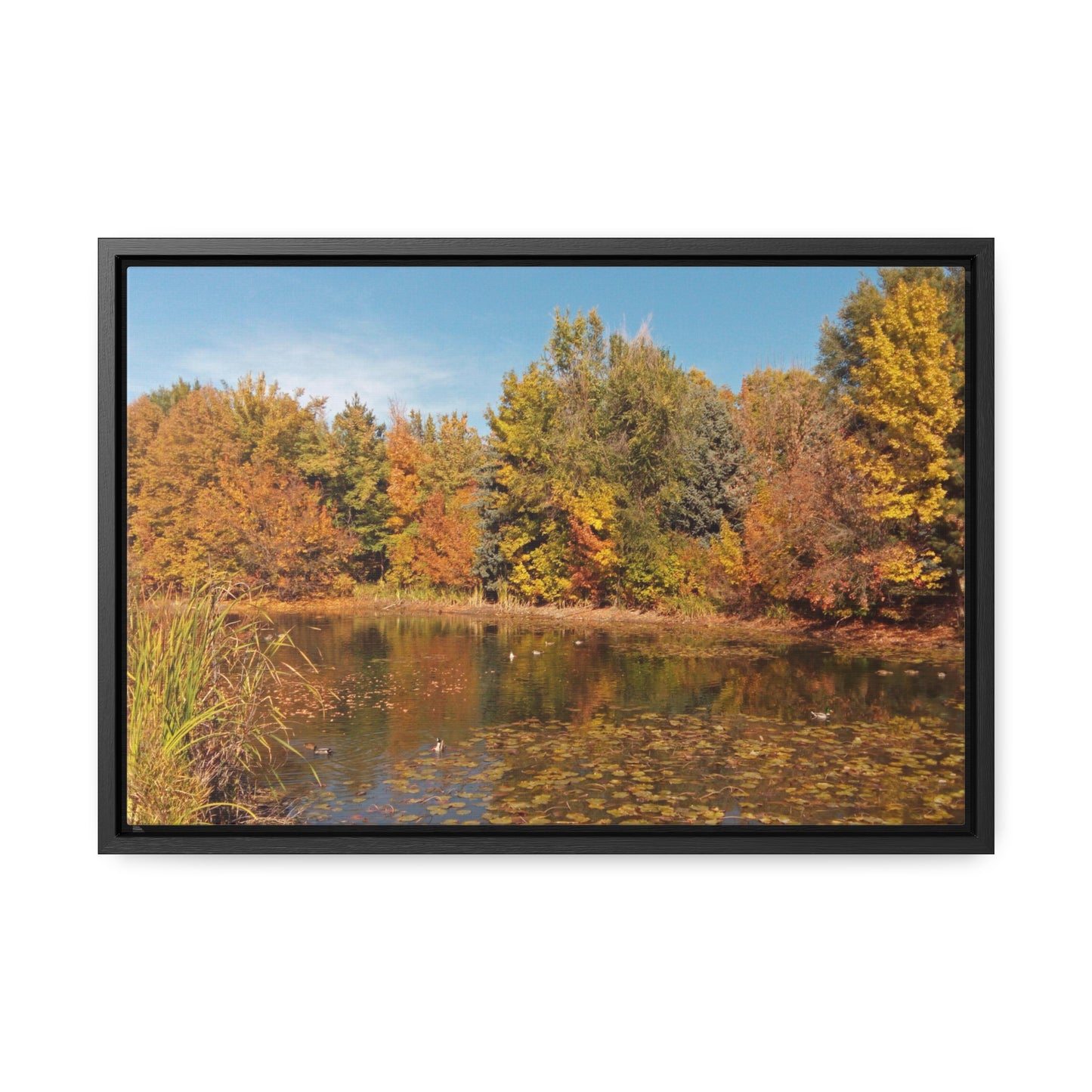 Autumn Duck Pond Gallery Canvas Wraps Framed