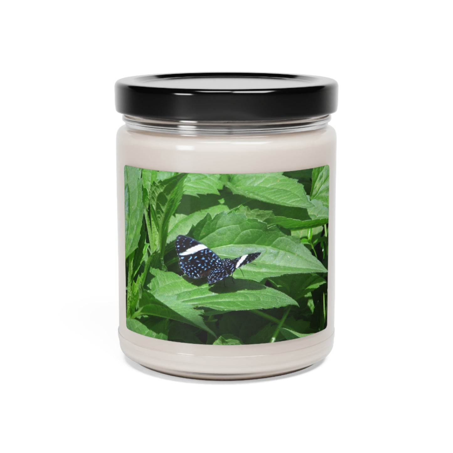 Sapphire Butterfly Scented Soy Candle, 9oz