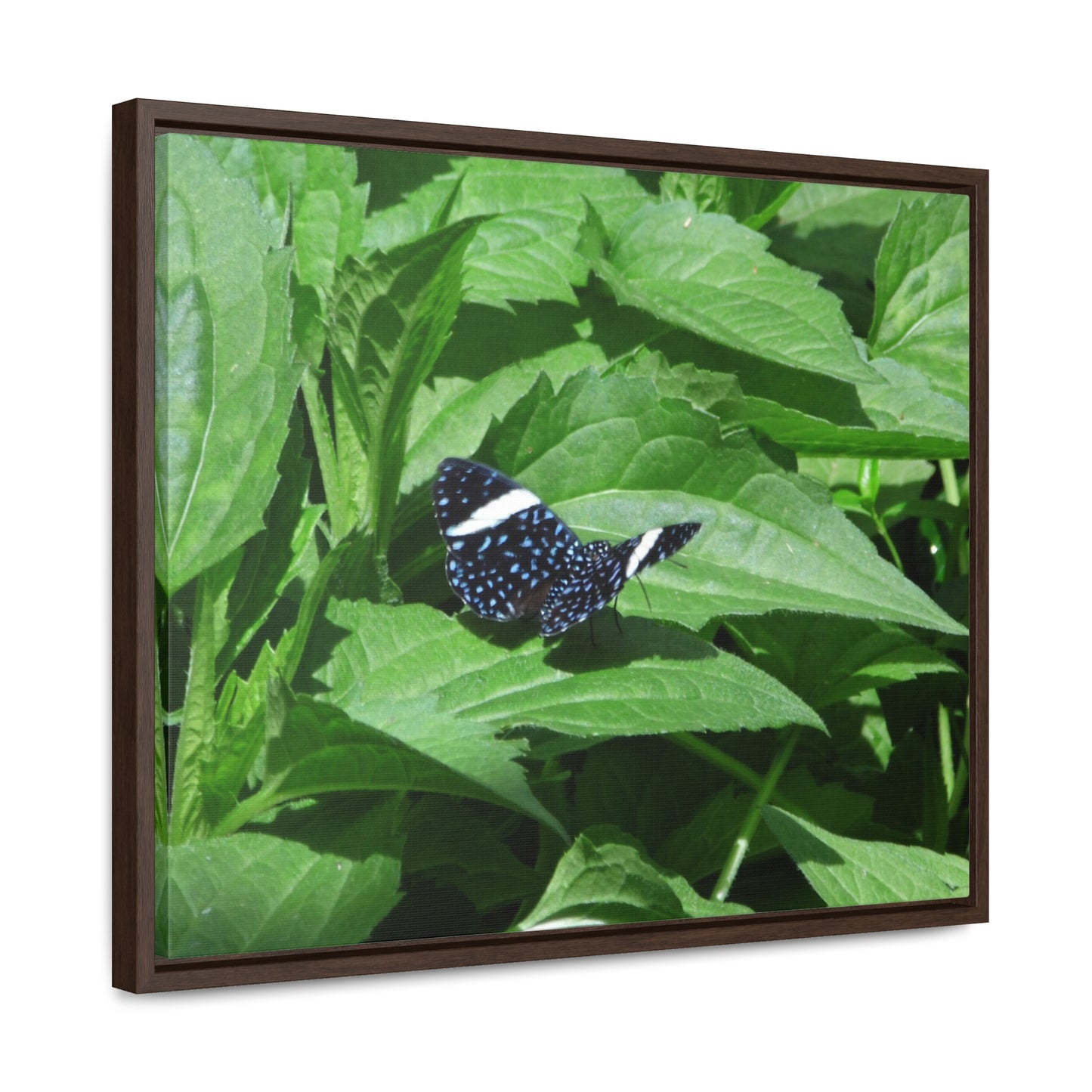 Sapphire Butterfly Gallery Canvas Wraps Framed