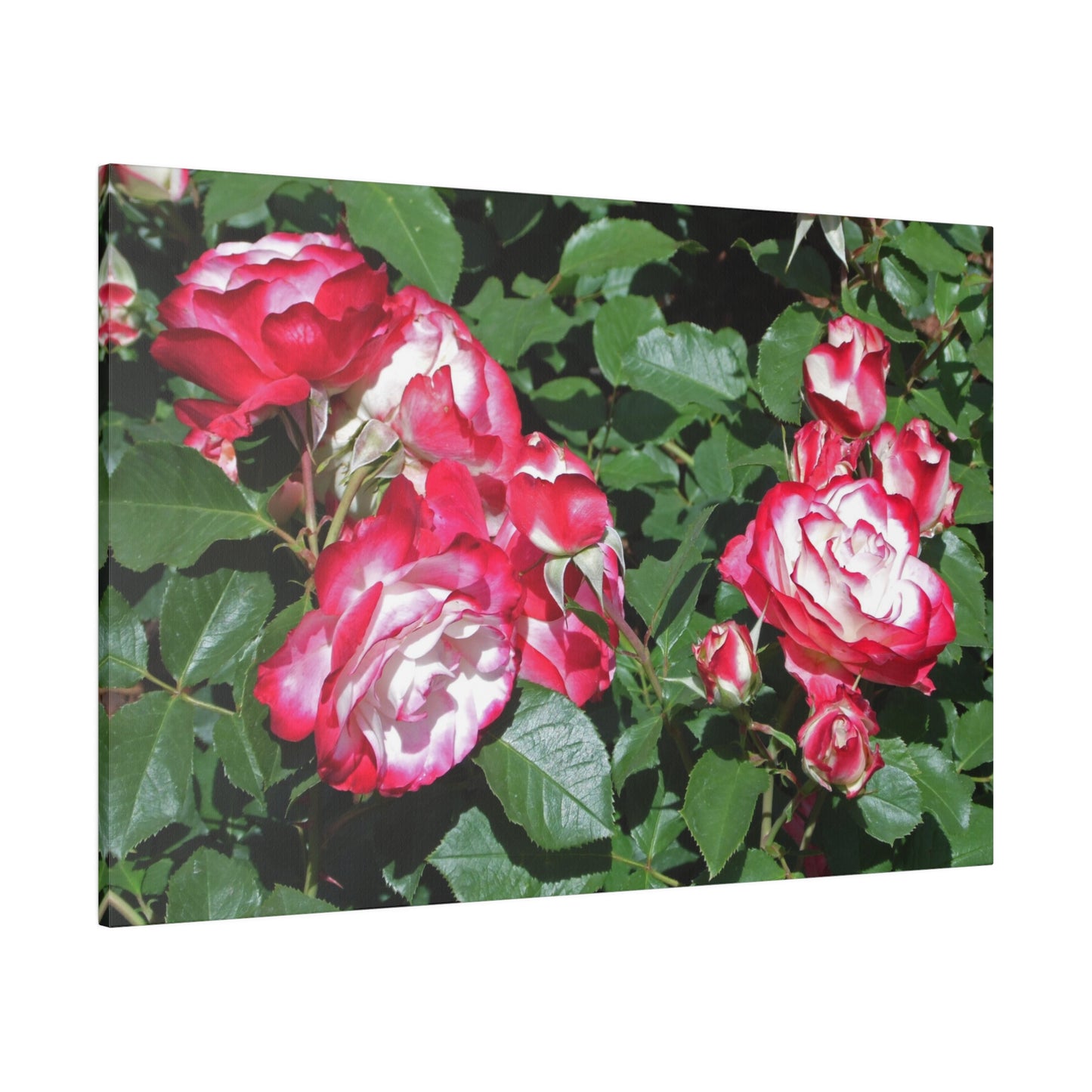 Romantic Roses Matte Canvas