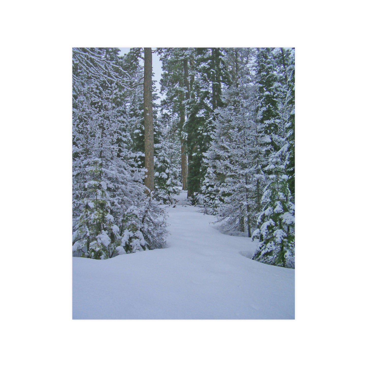 Snowy Woods Satin Posters