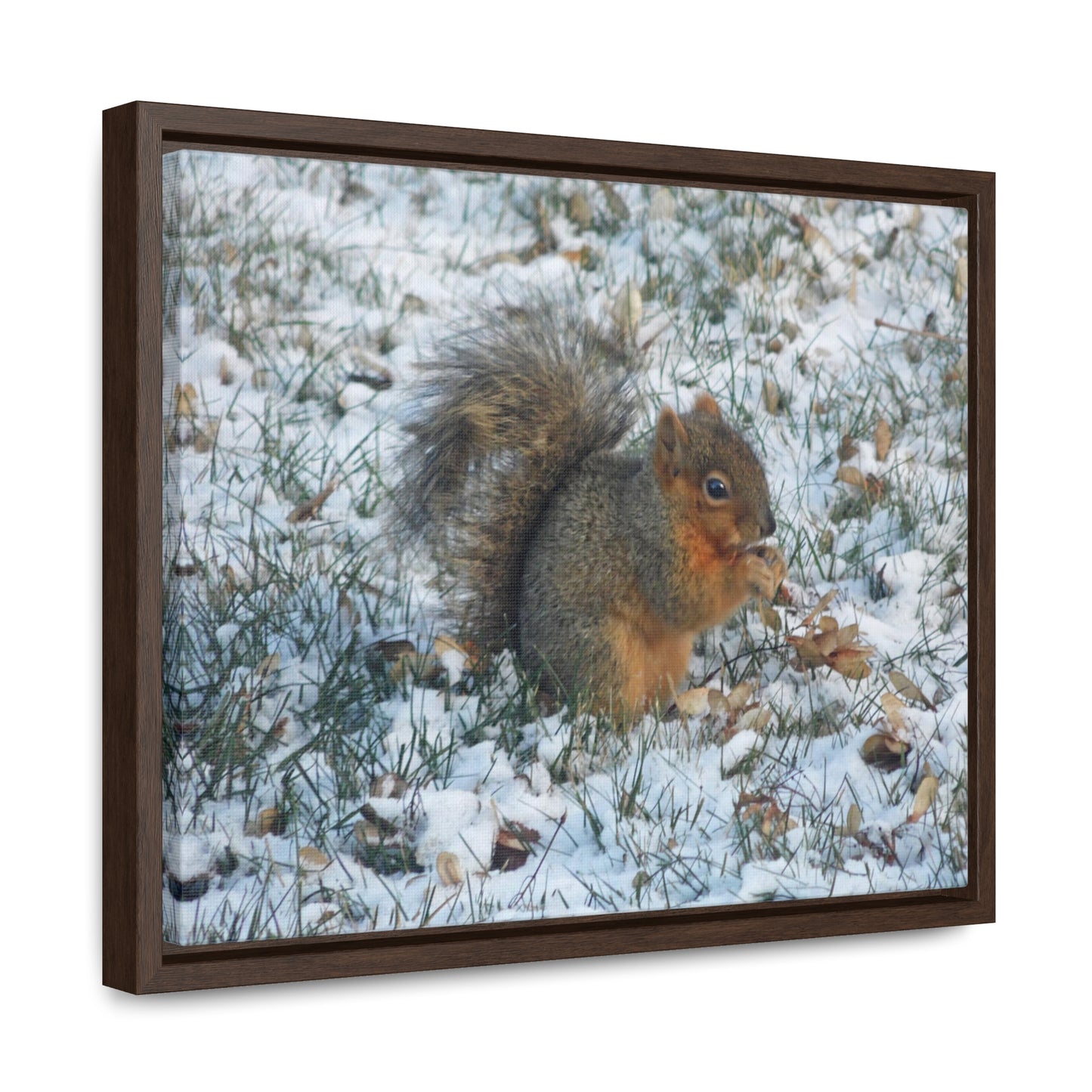 Winter Squirrel Gallery Canvas Wraps Framed